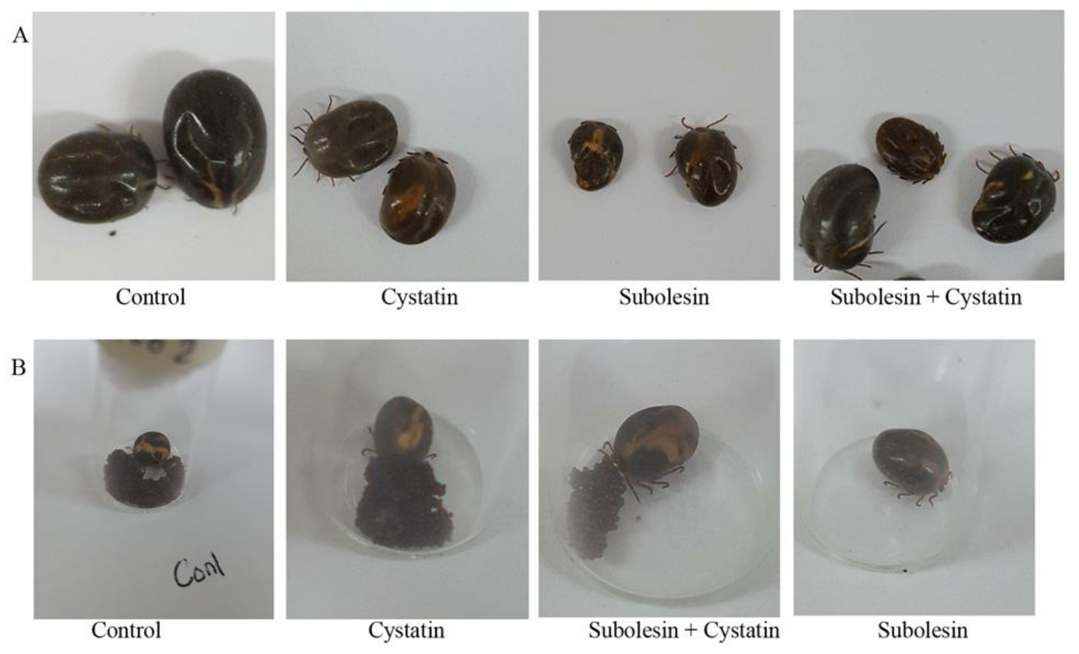 Insects 09 00039 g006