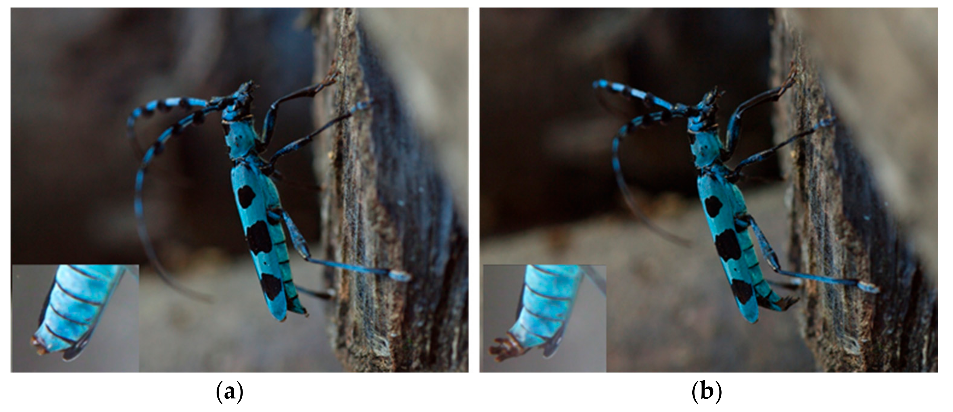 Insects 09 00048 g009