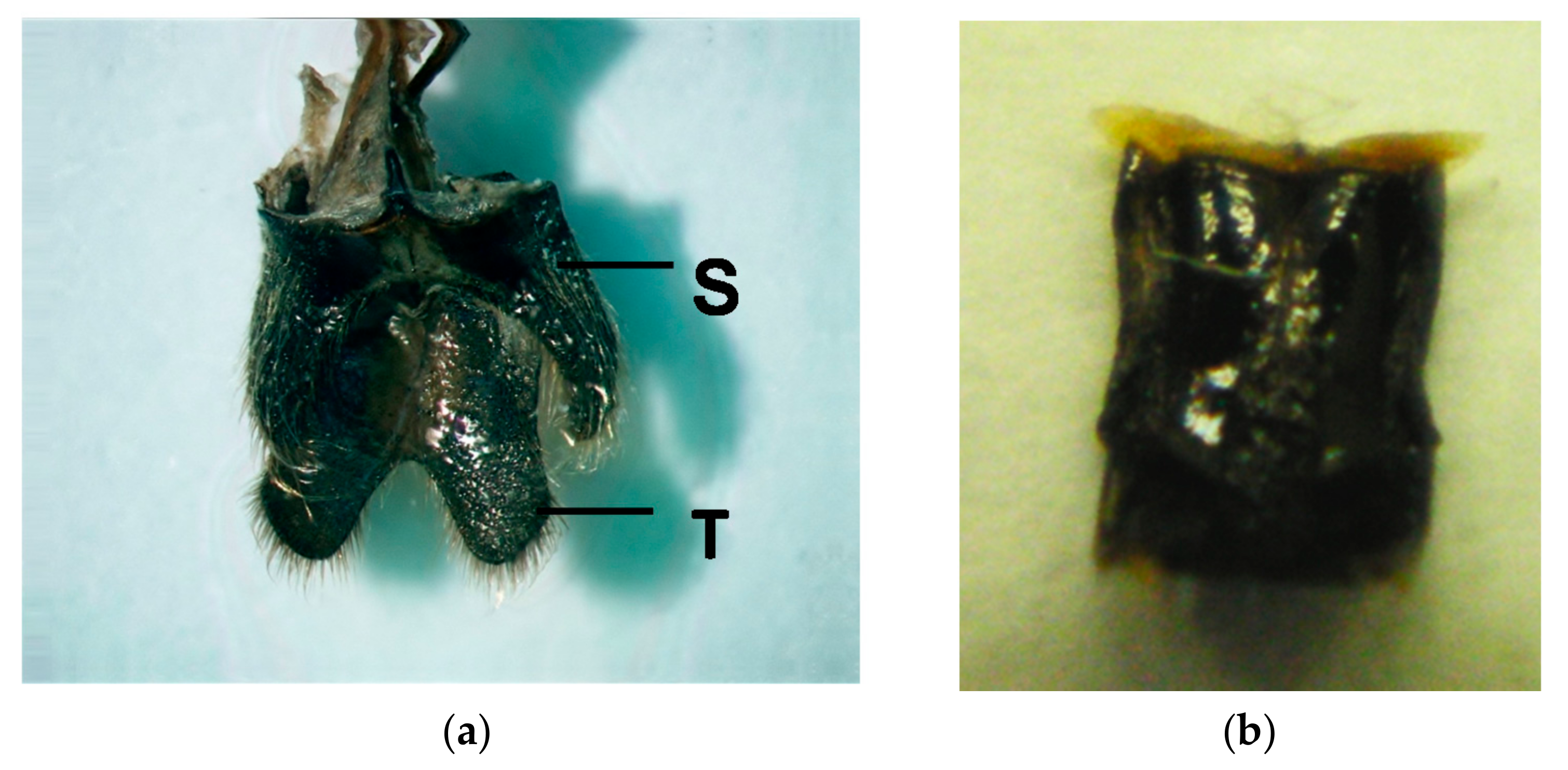 Insects 09 00048 g010