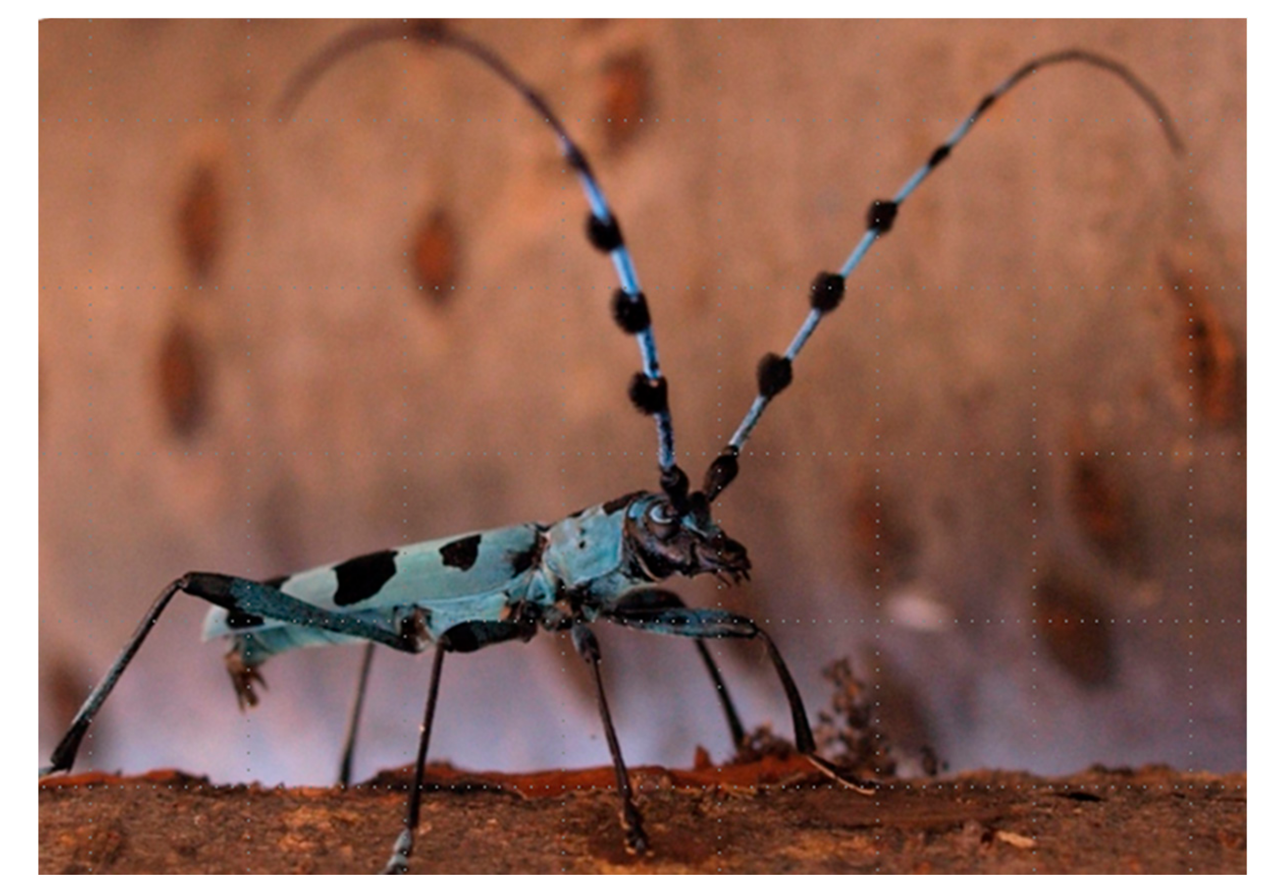 Insects 09 00048 g011