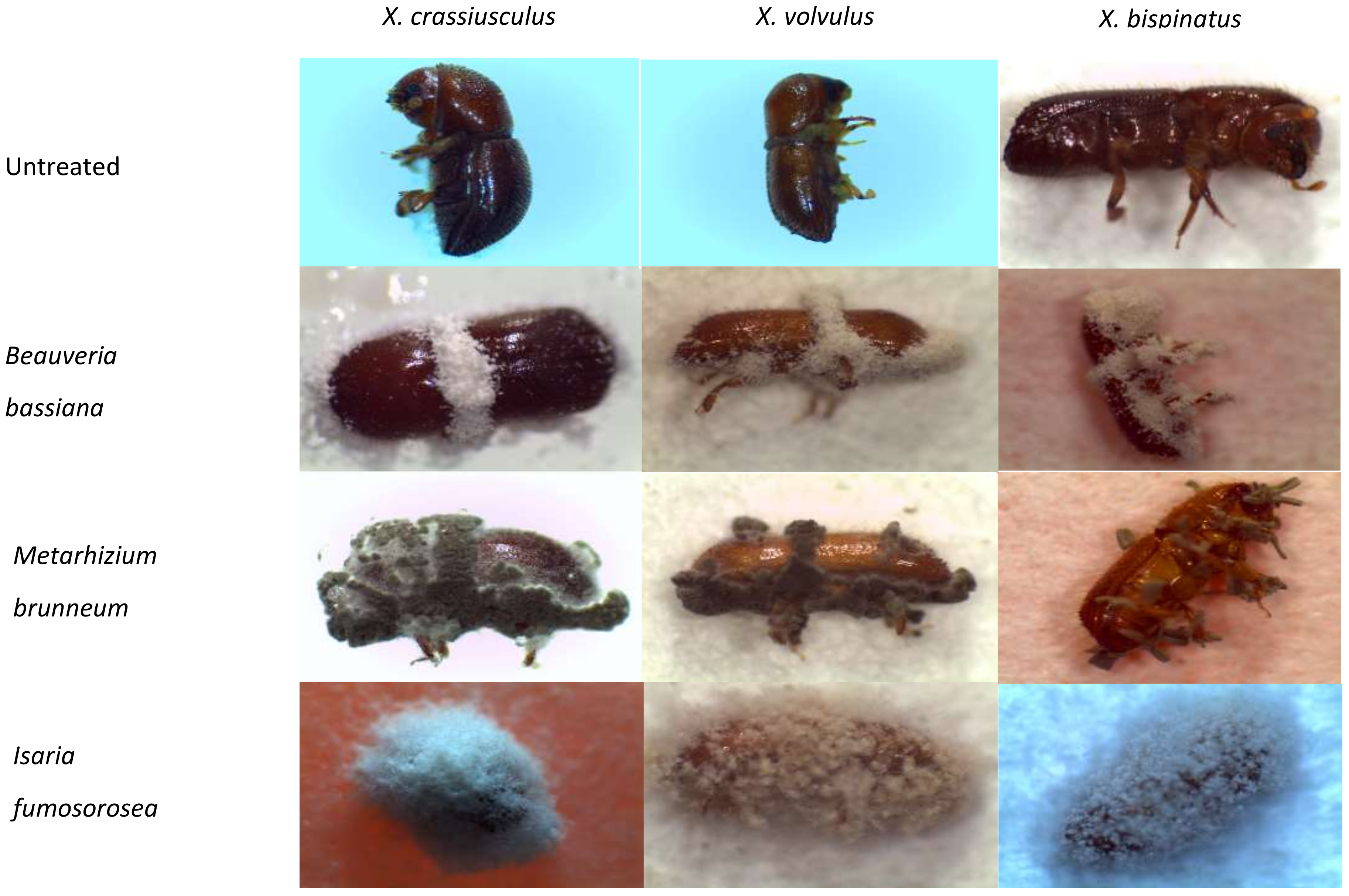 Insects 09 00049 g001