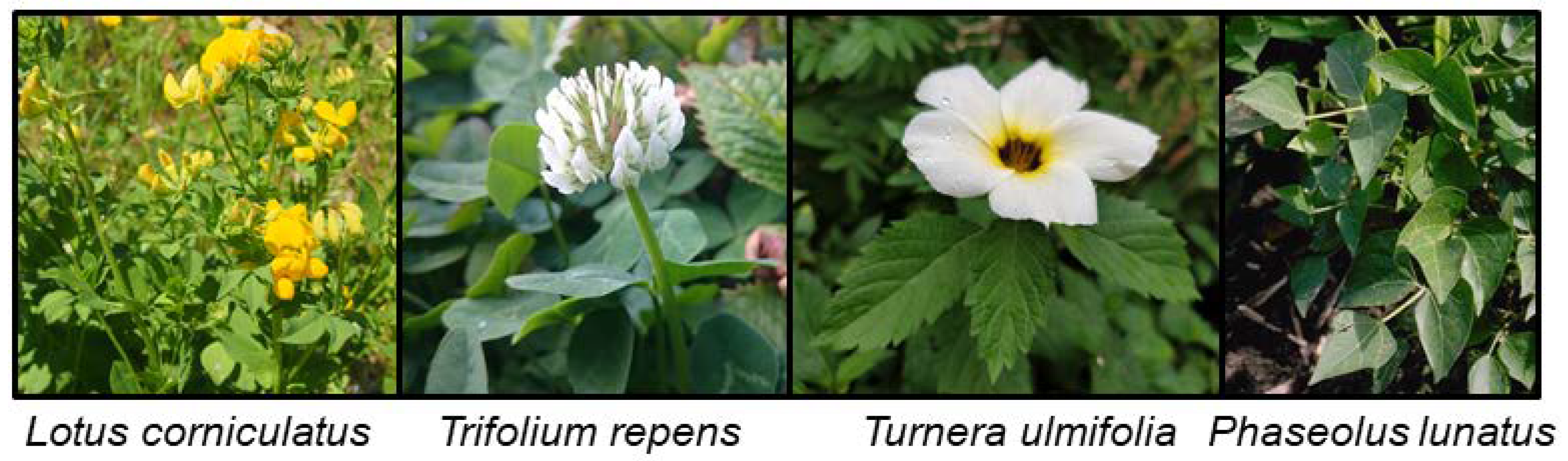 Insects 09 00051 g005