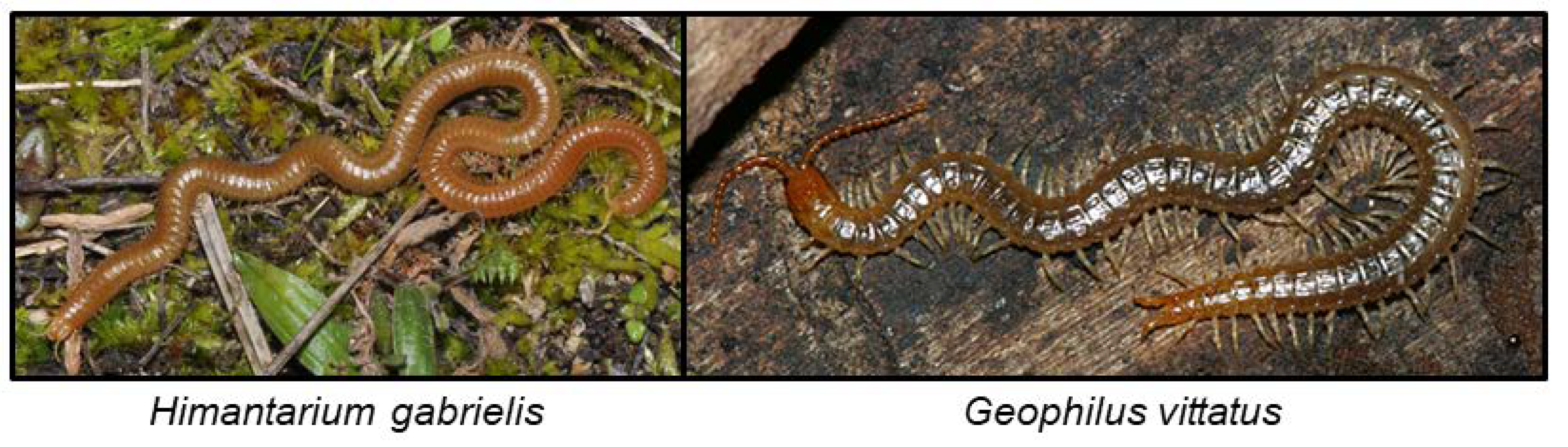 Insects 09 00051 g008