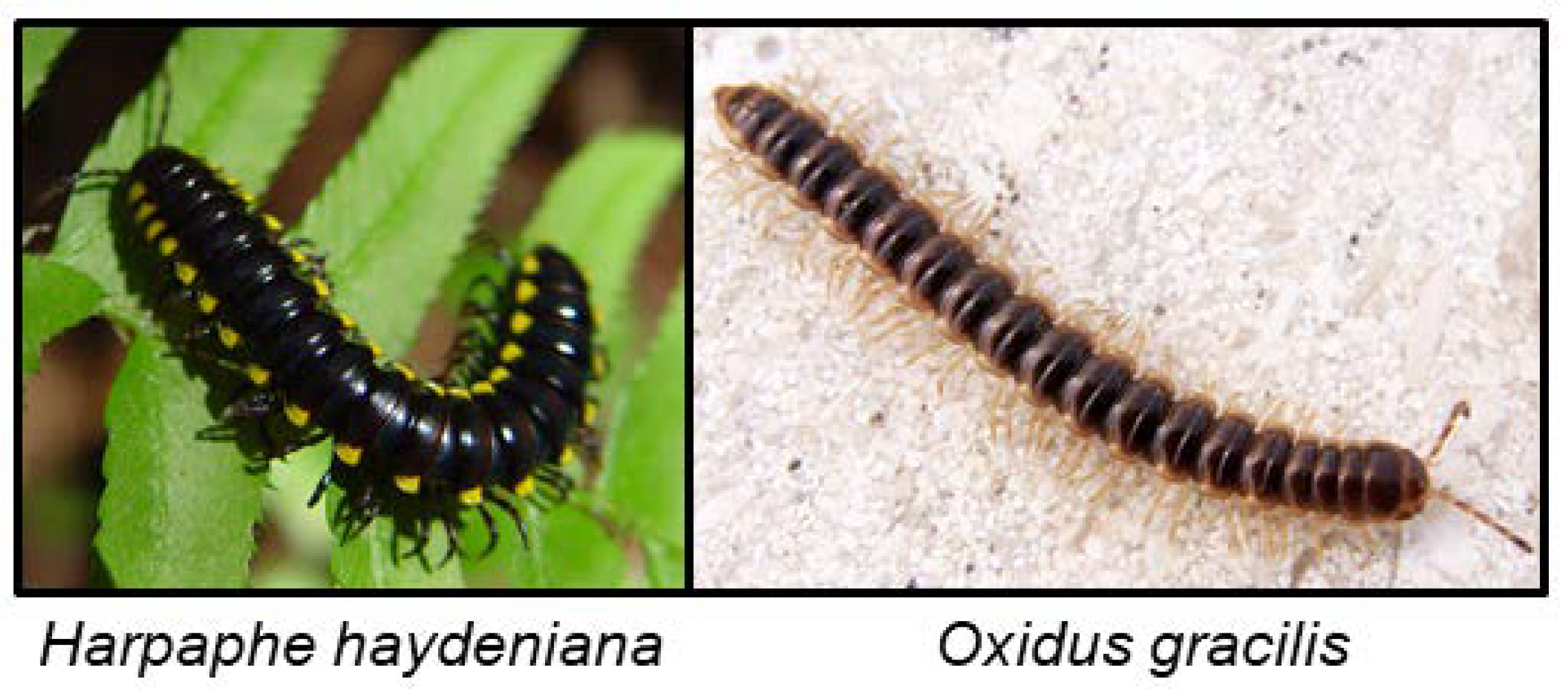 Insects 09 00051 g009