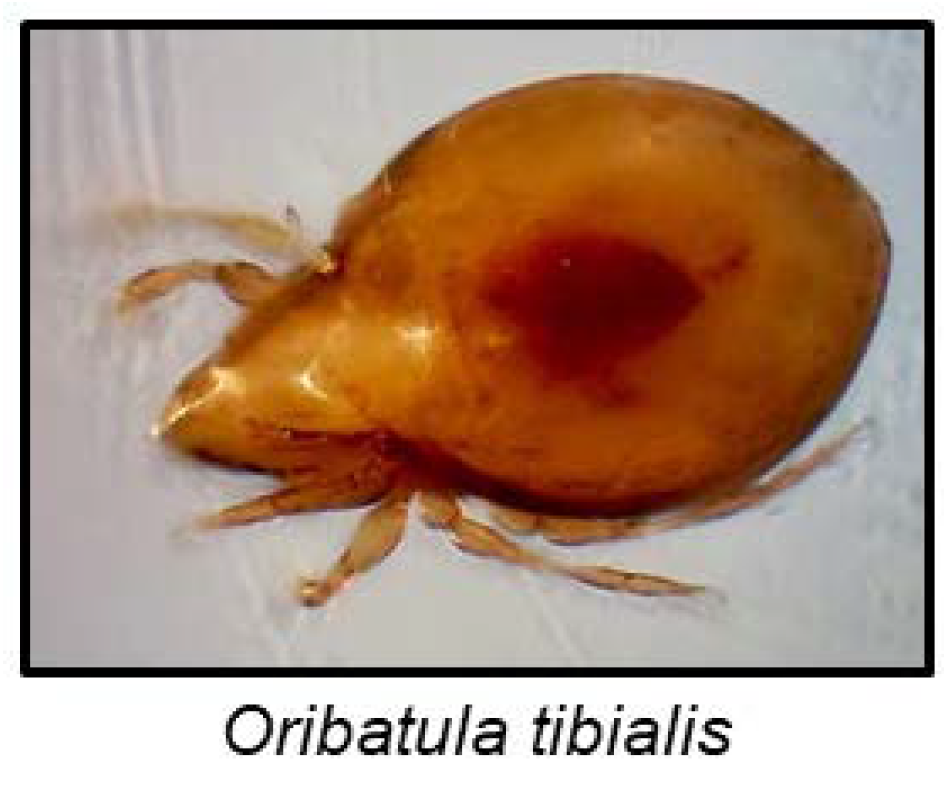 Insects 09 00051 g010