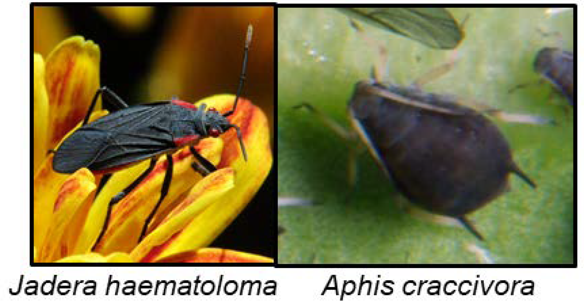 Insects 09 00051 g011