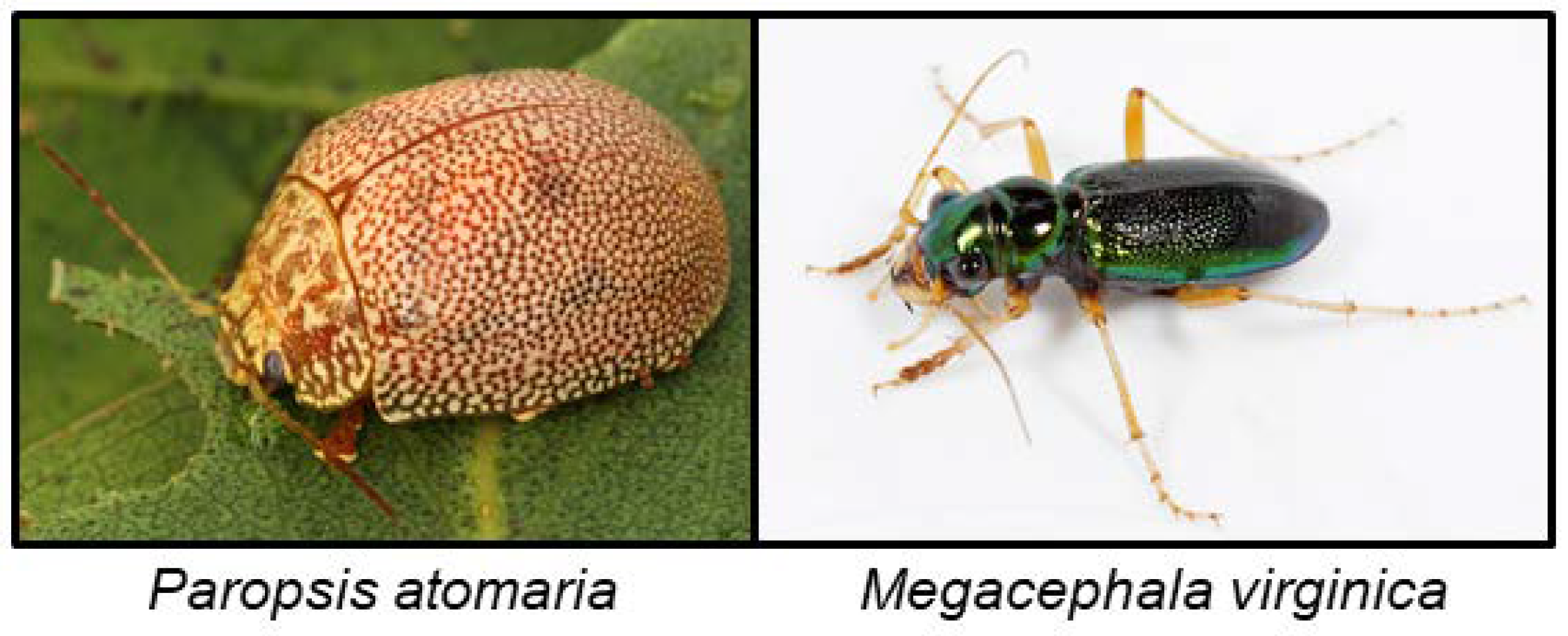 Insects 09 00051 g012