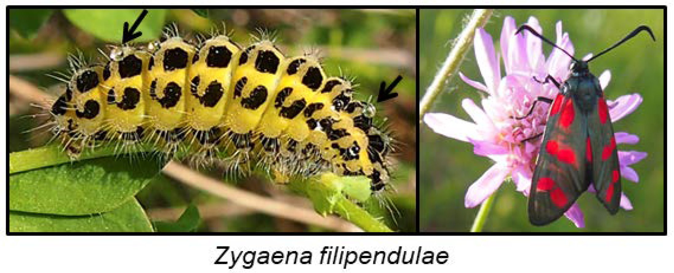 Insects 09 00051 g013