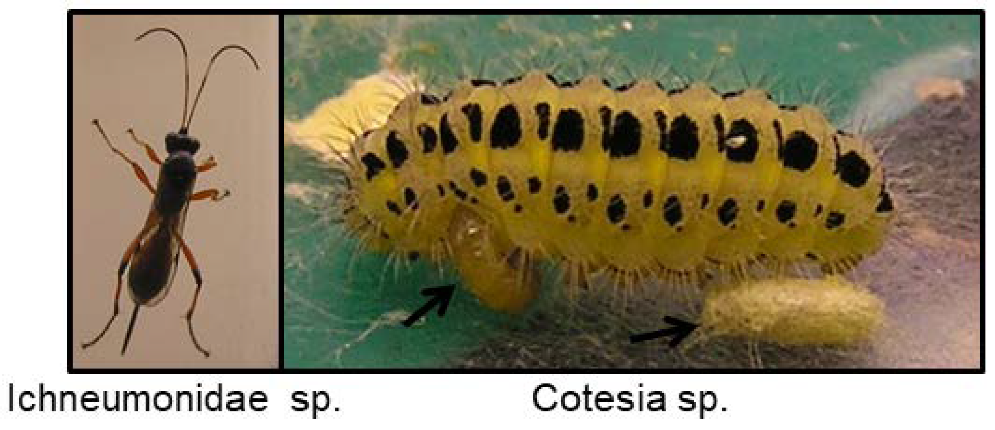 Insects 09 00051 g016