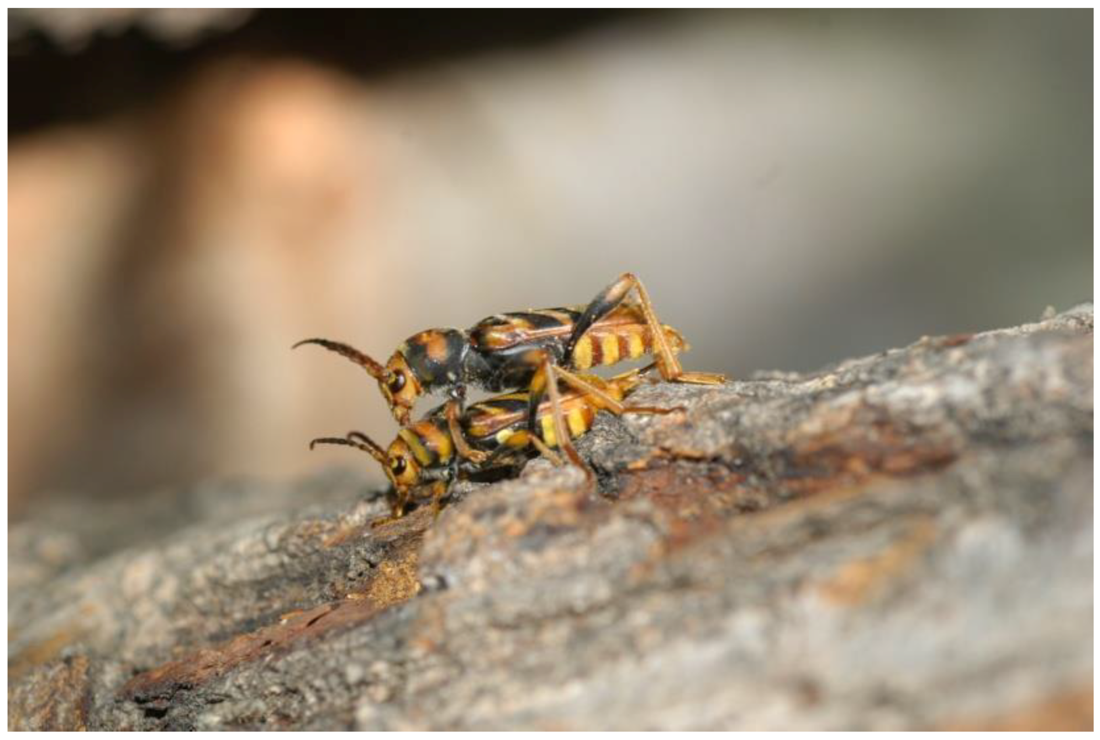 Insects 09 00052 g002