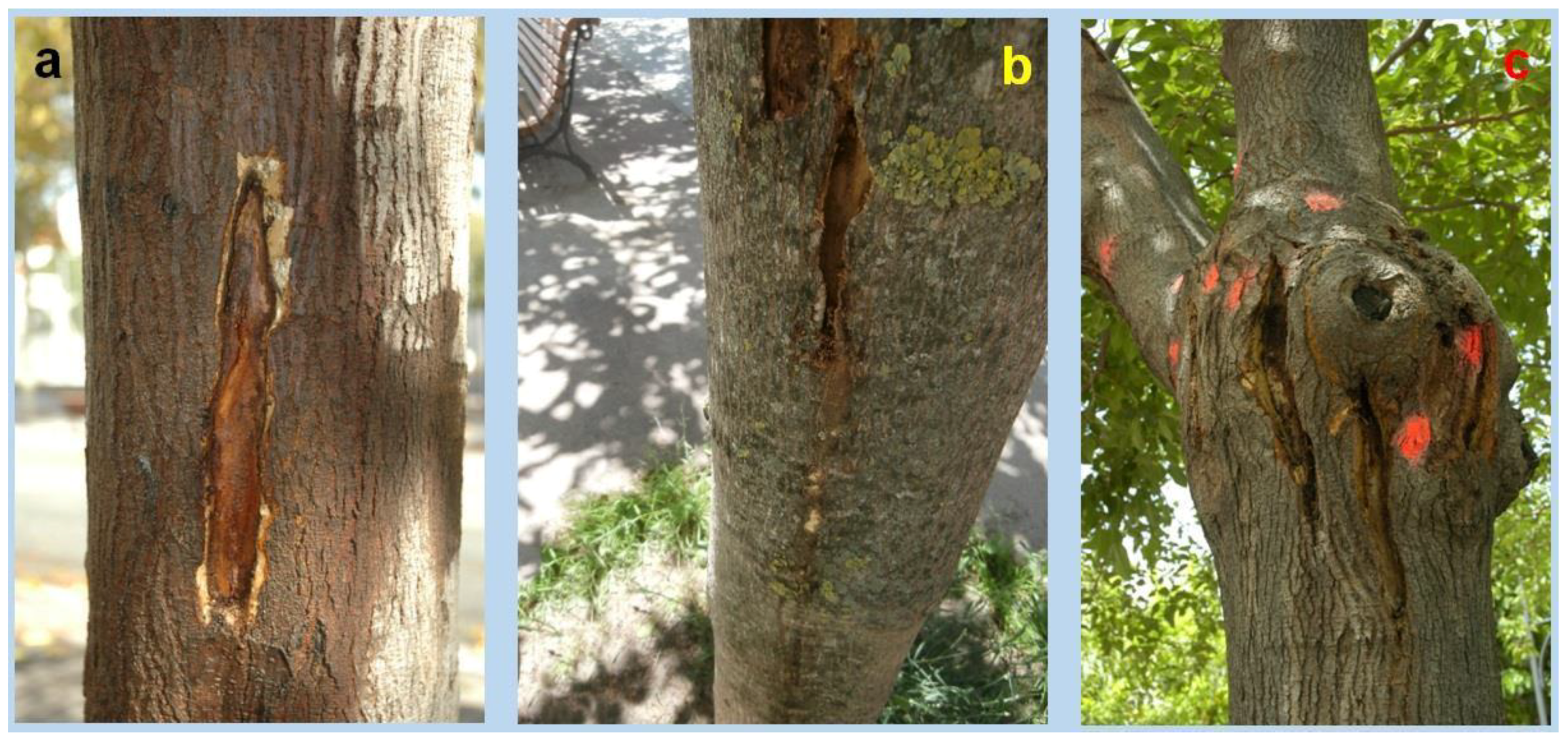 Insects 09 00052 g005