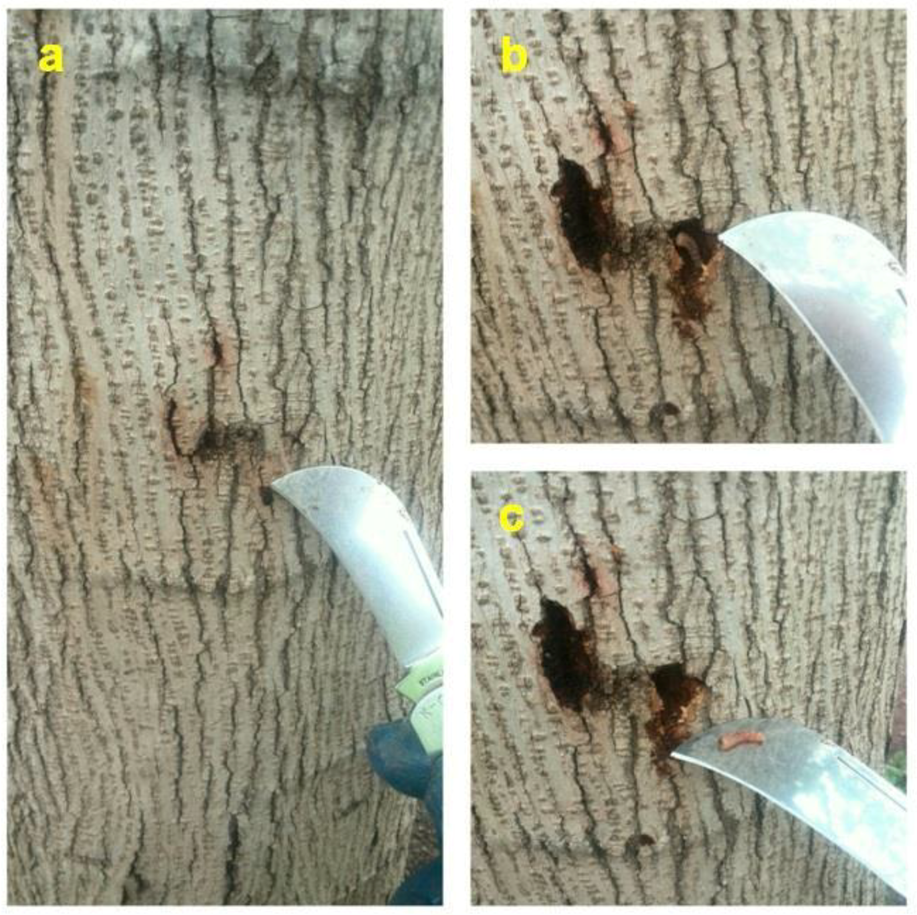 Insects 09 00052 g006