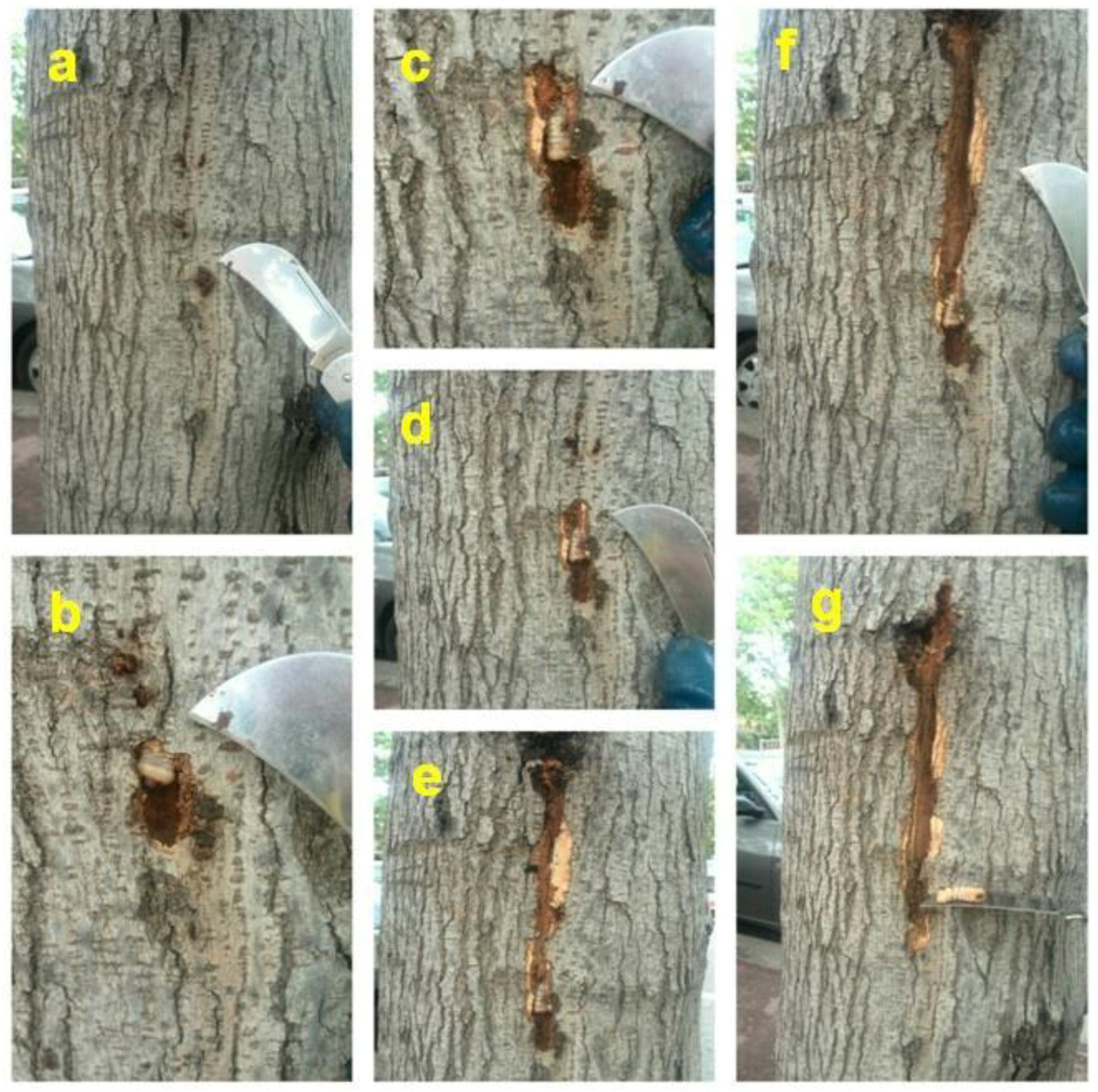 Insects 09 00052 g007