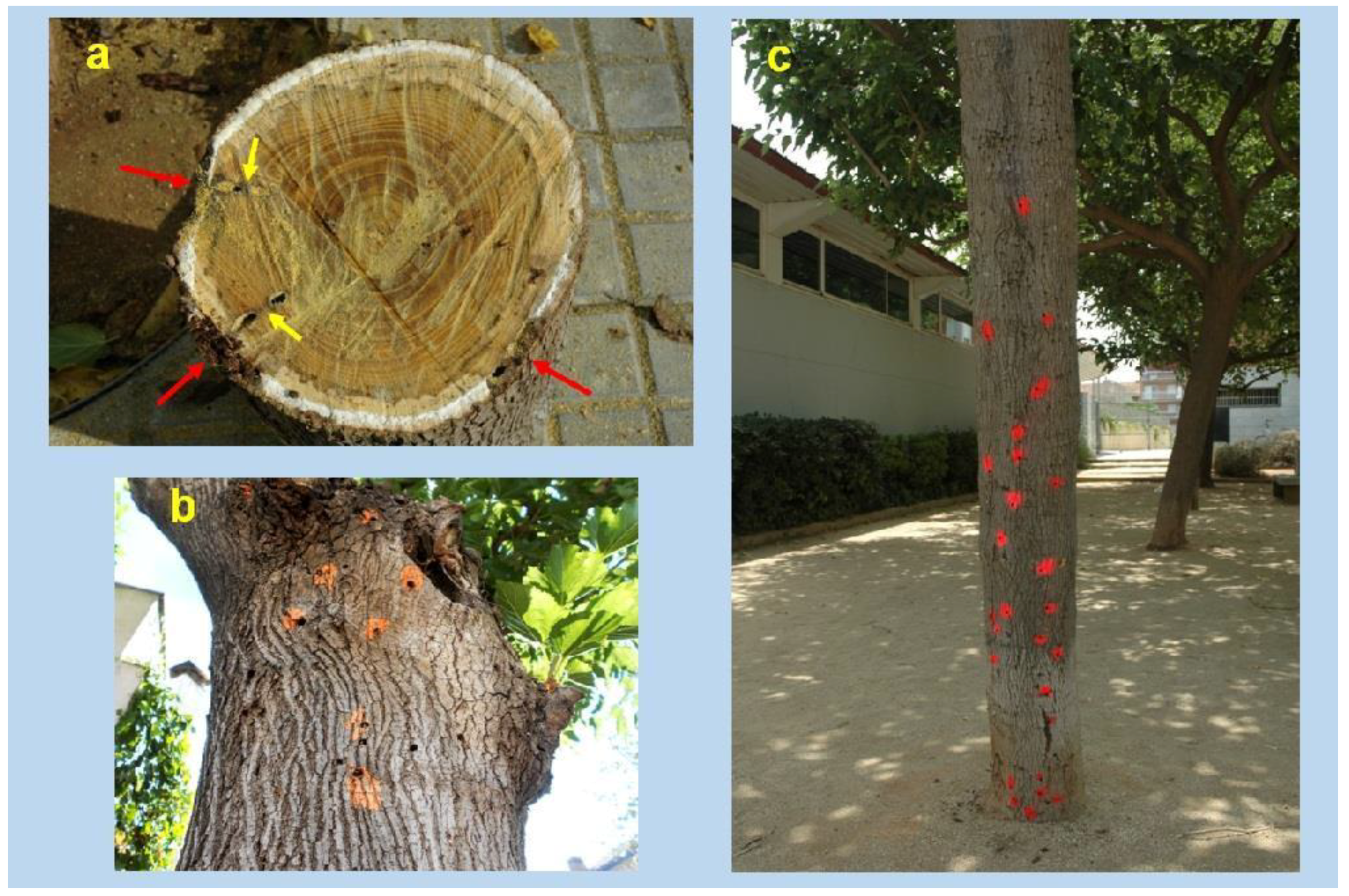 Insects 09 00052 g008