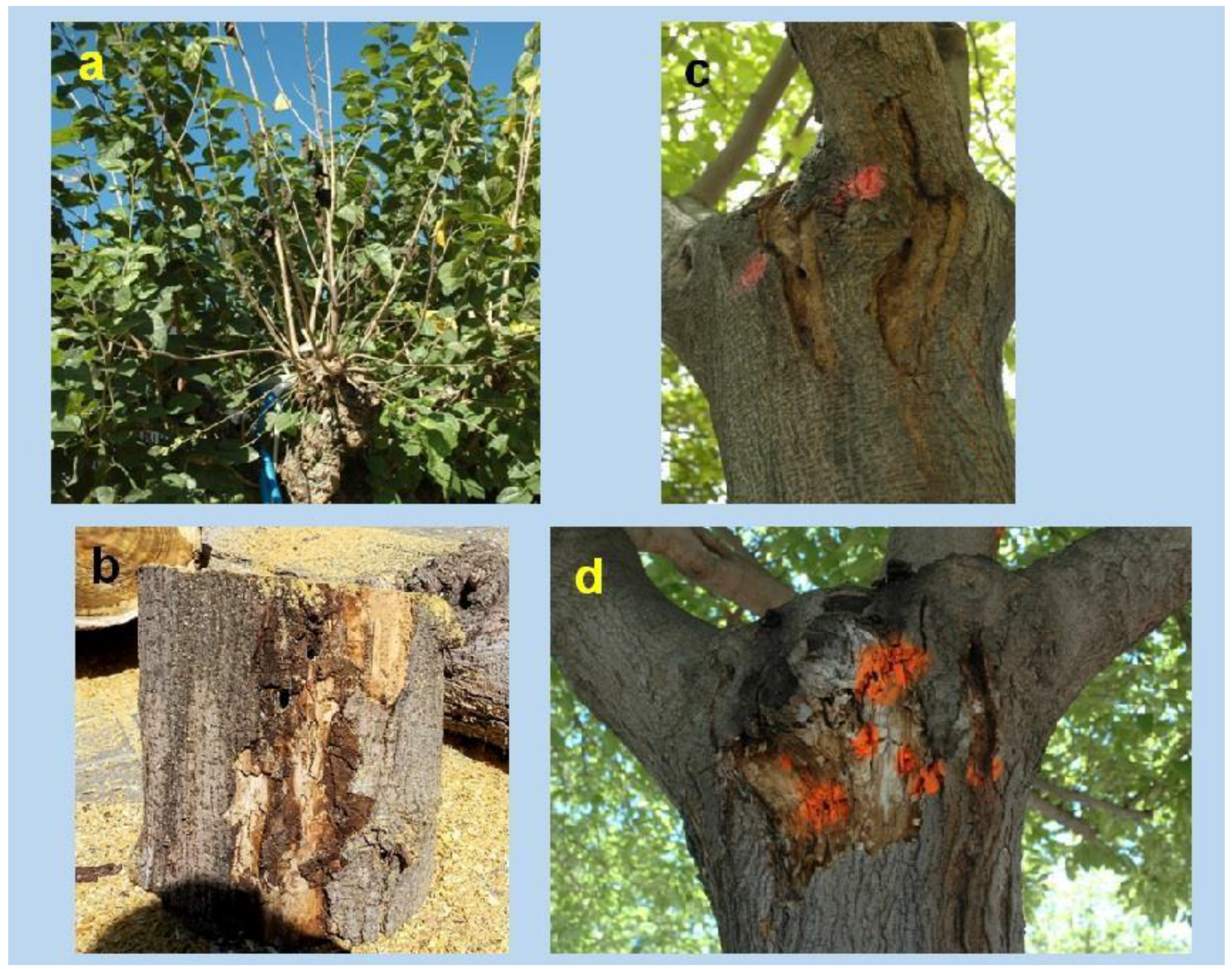 Insects 09 00052 g009