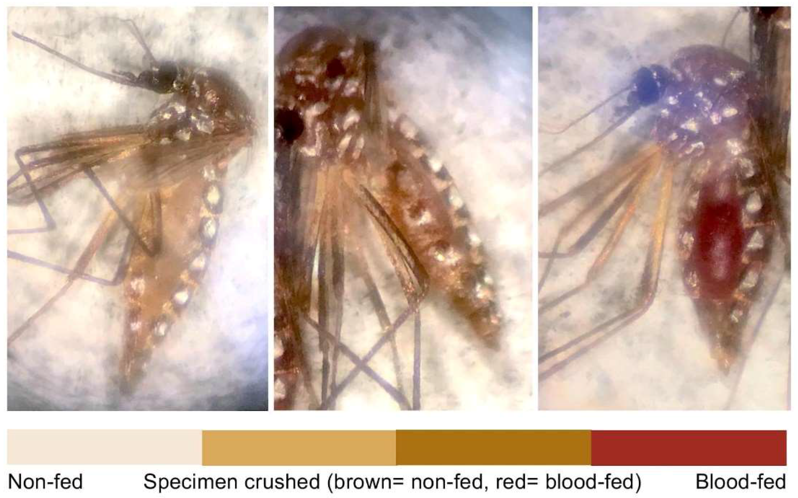 Insects 09 00060 g003