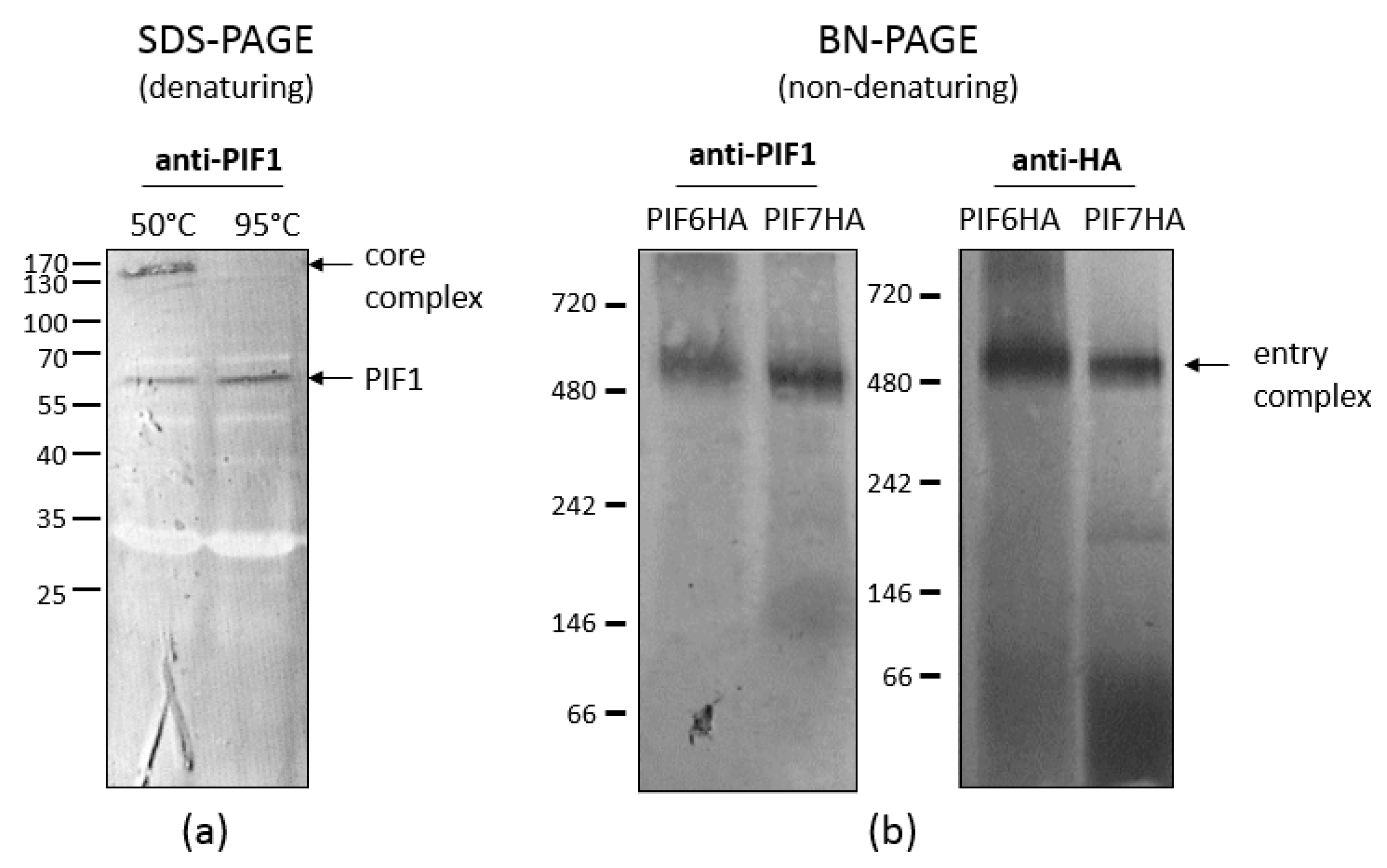 Insects 09 00084 g004