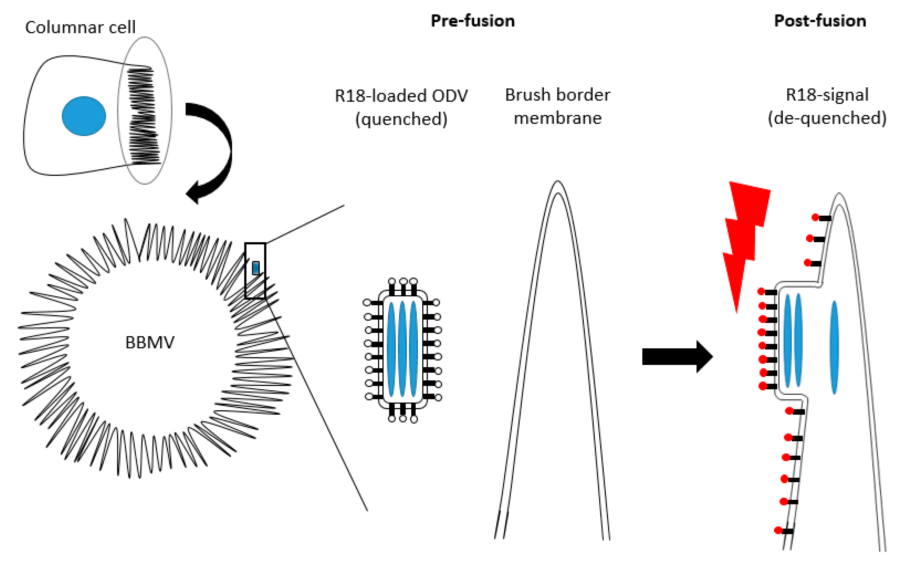 Insects 09 00084 g006