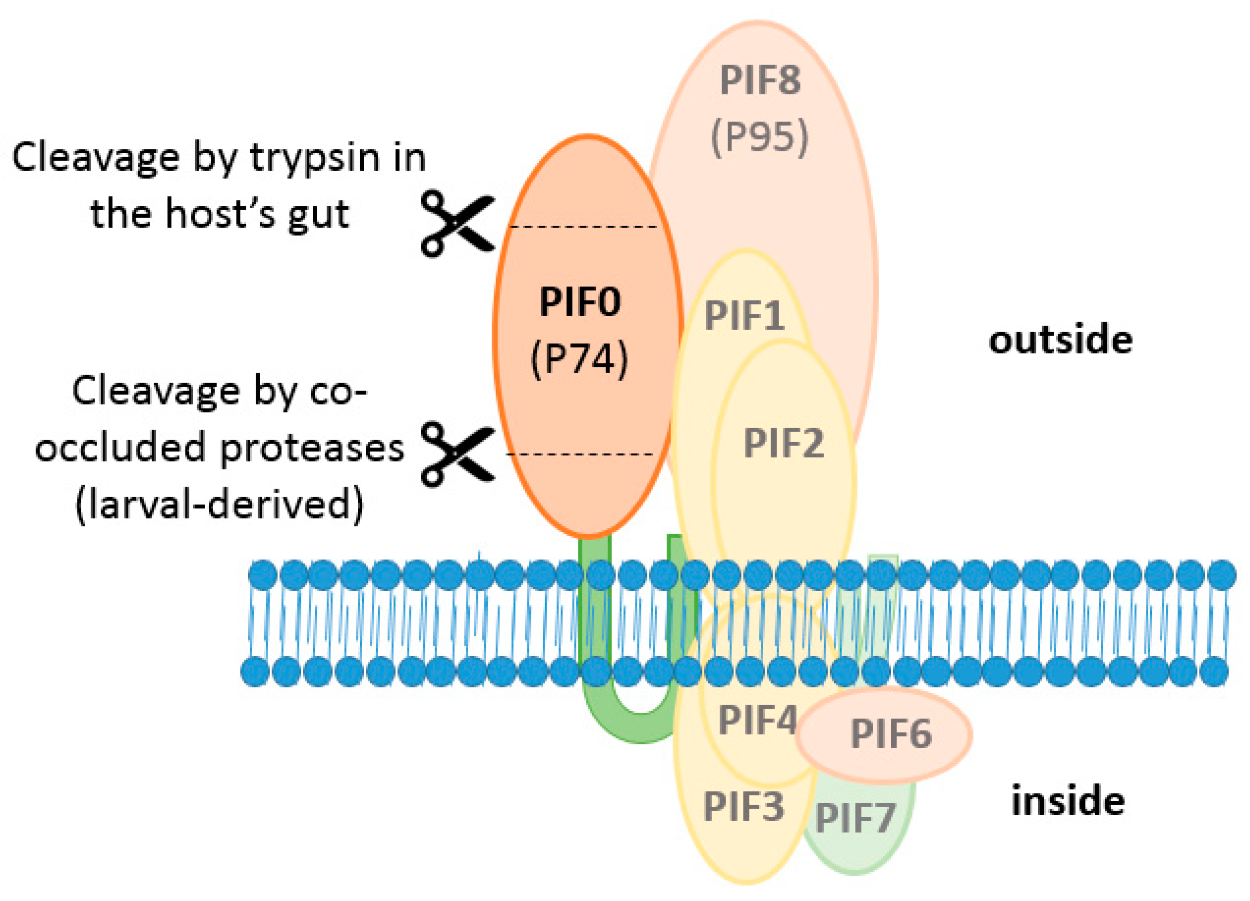 Insects 09 00084 g007
