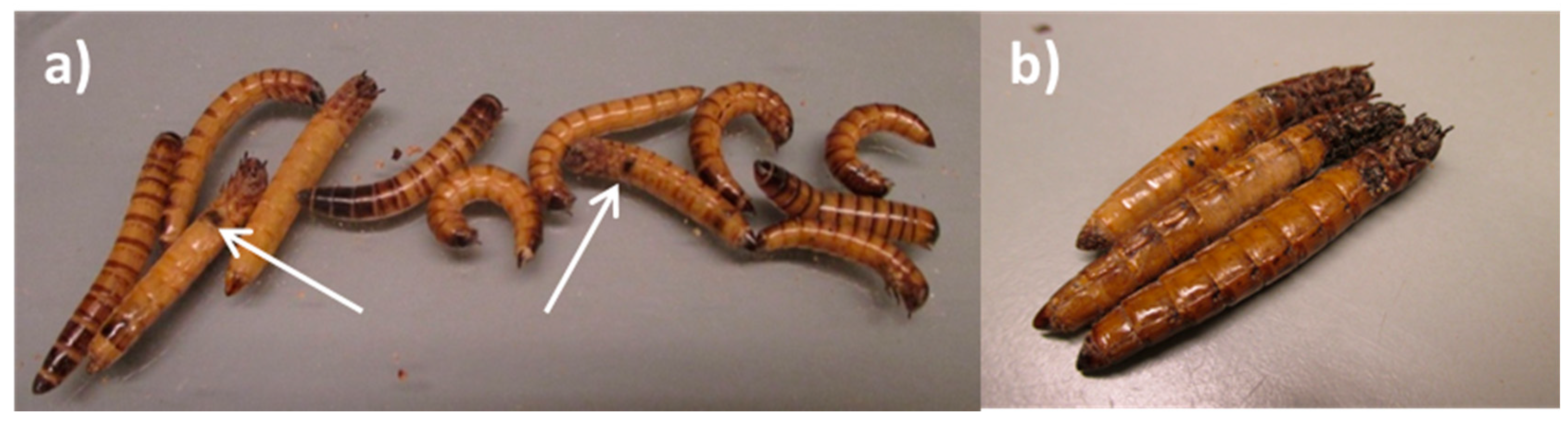 Insects 09 00088 g002