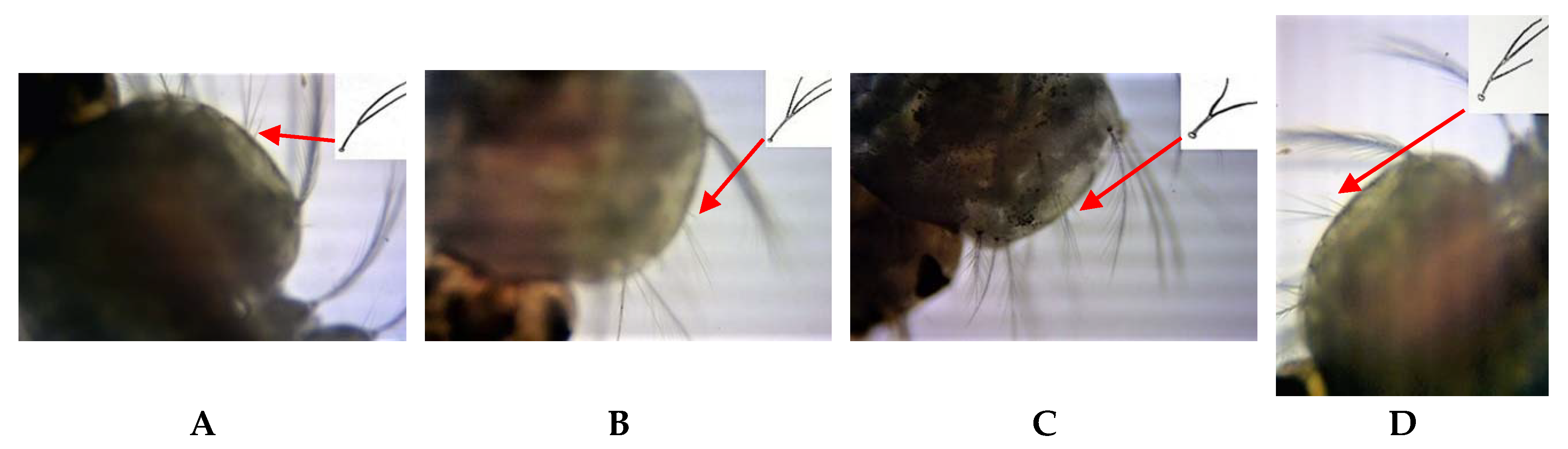 Insects 09 00089 g002