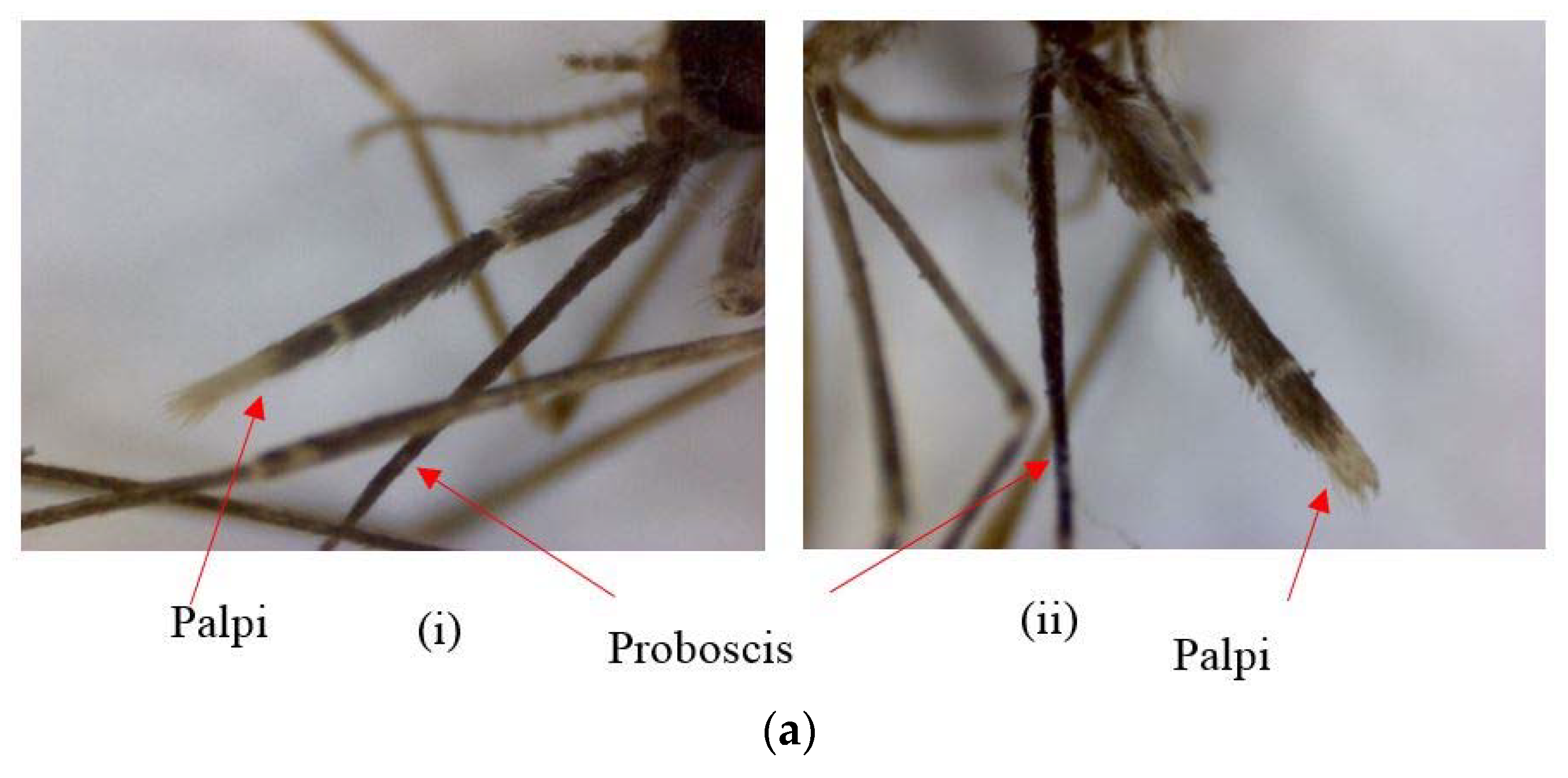 Insects 09 00089 g003a