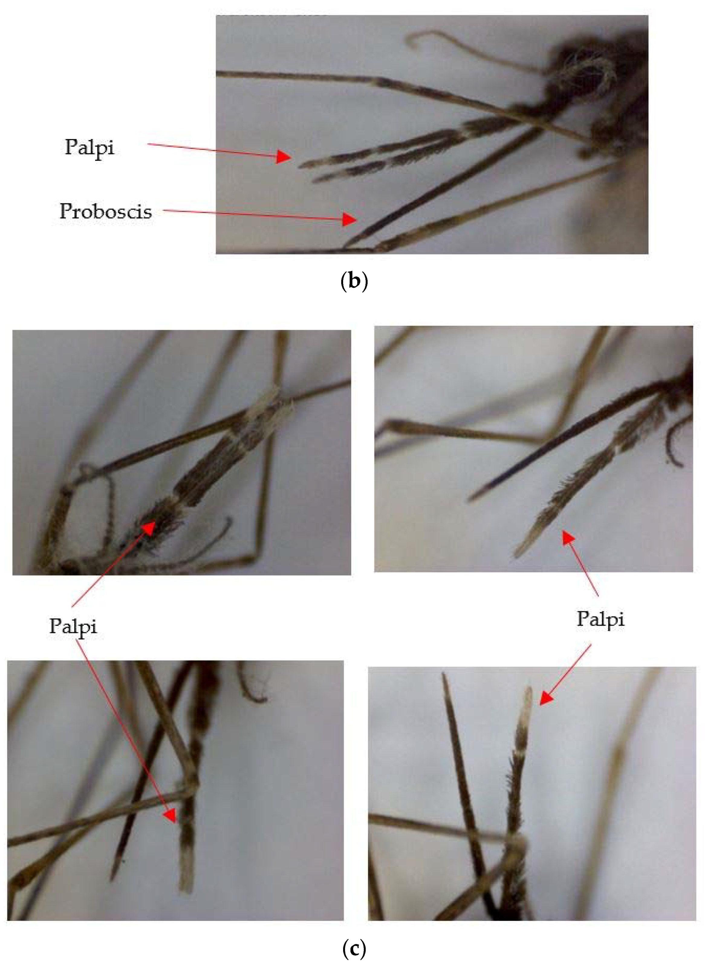 Insects 09 00089 g003b