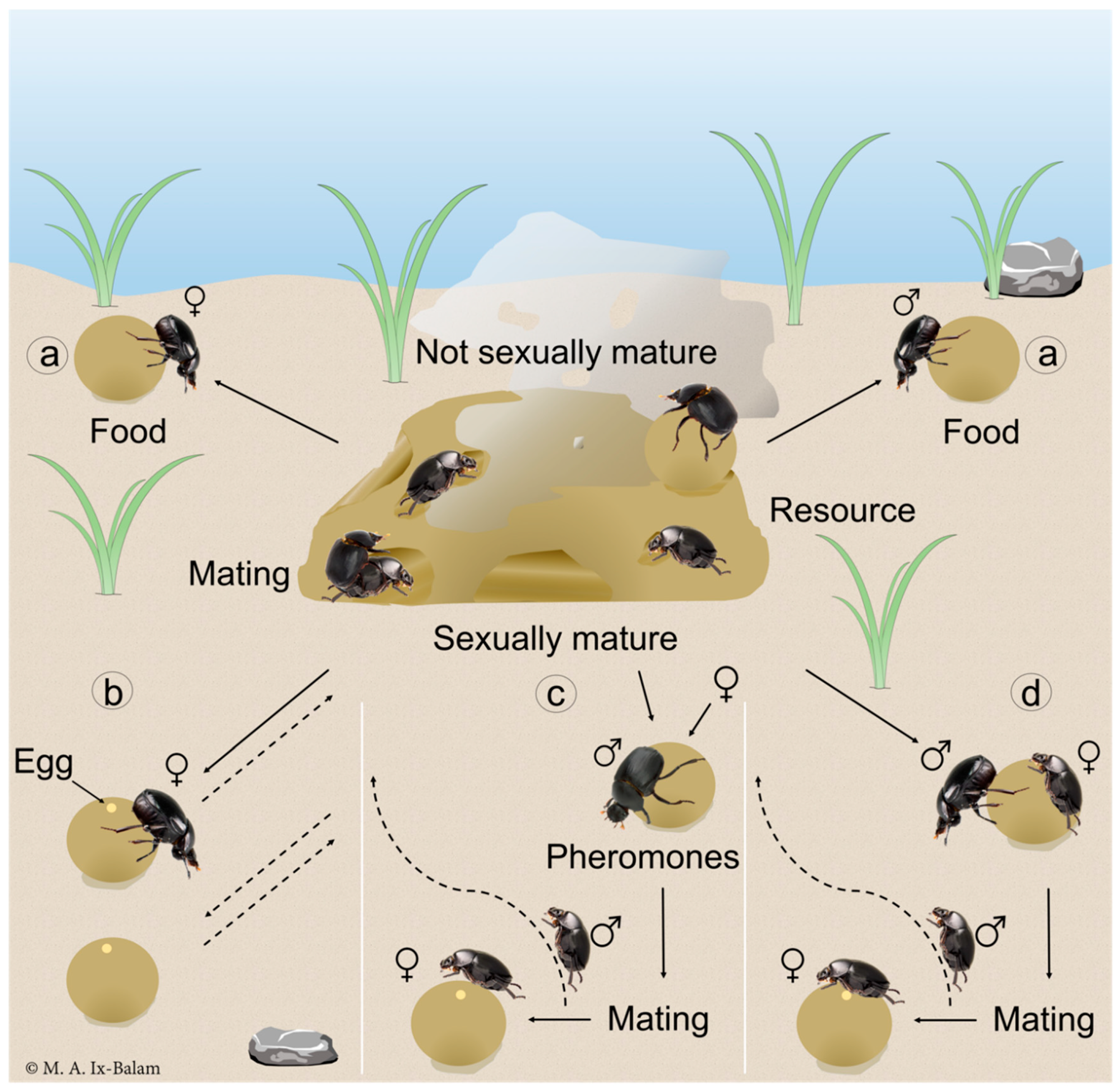 Insects 09 00092 g004