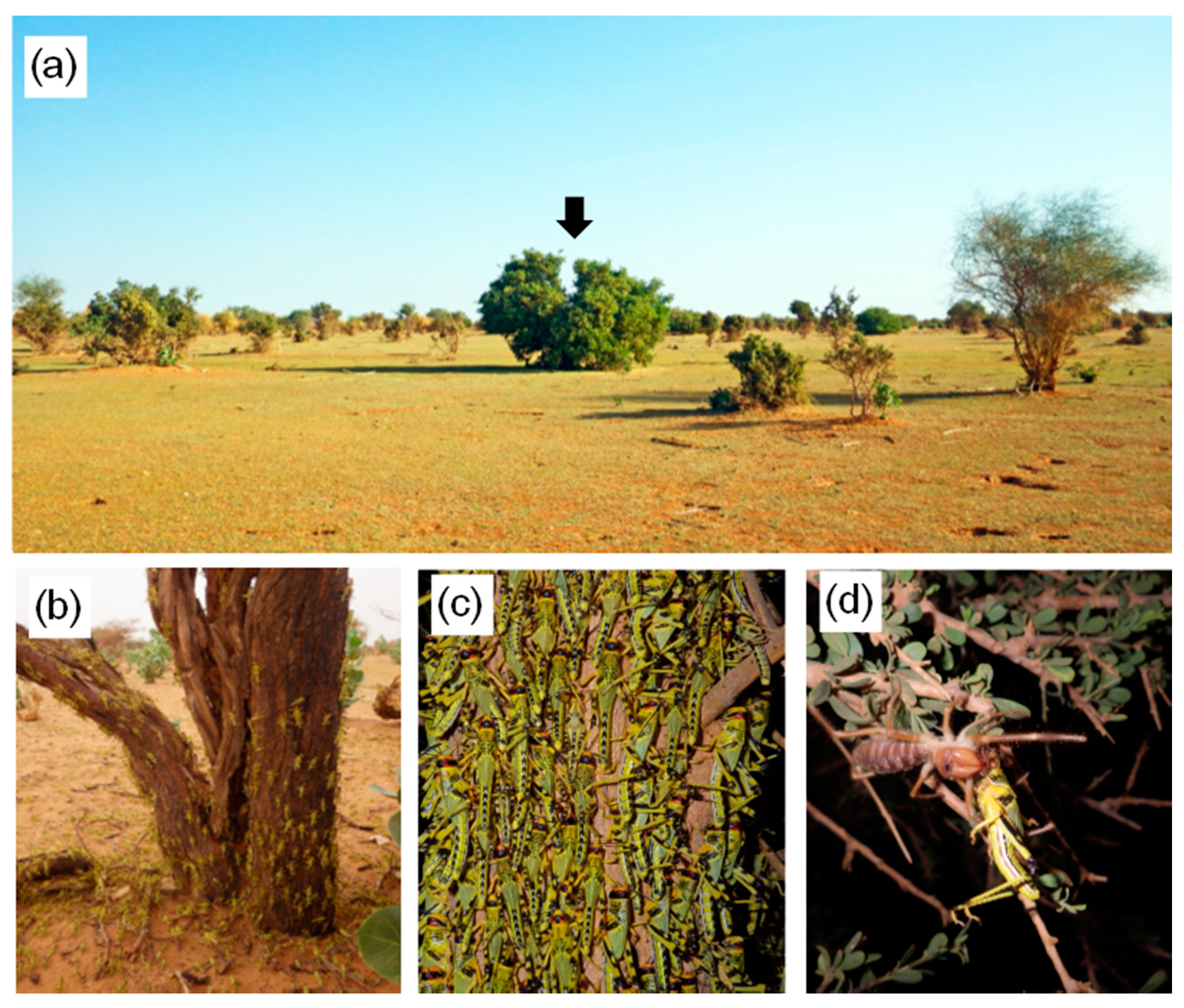 Insects 09 00099 g001