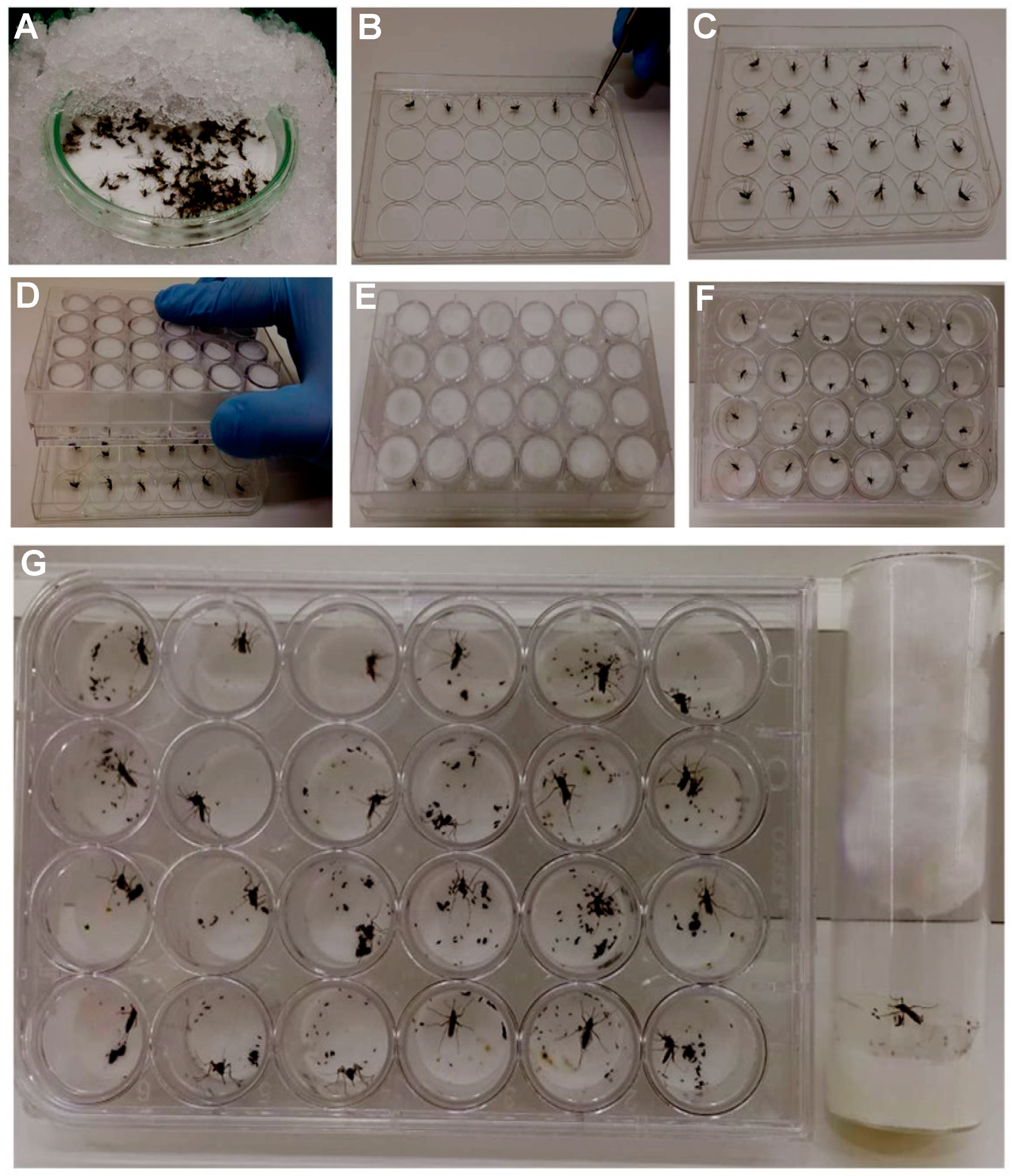 Insects 09 00103 g003