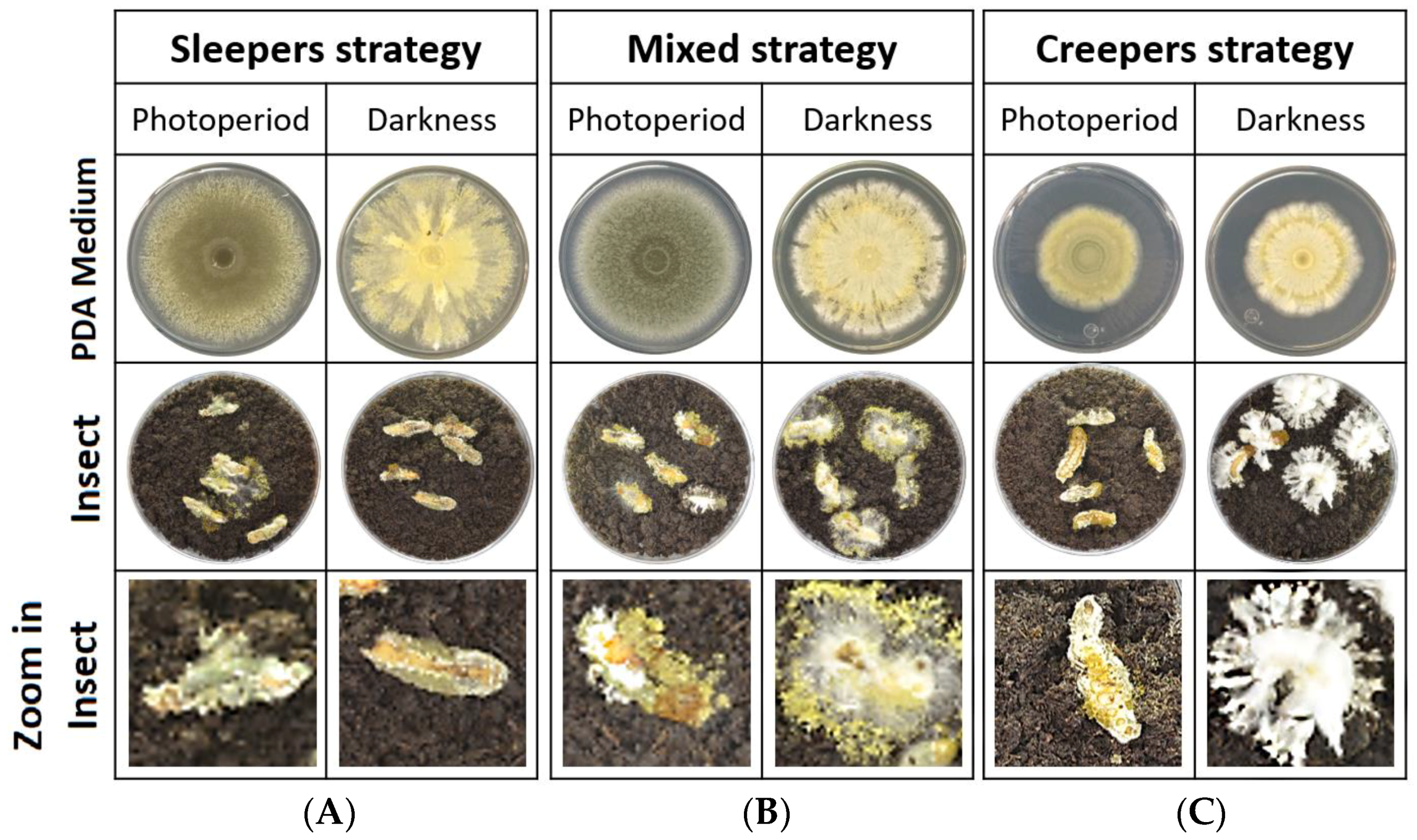 Insects 09 00104 g001