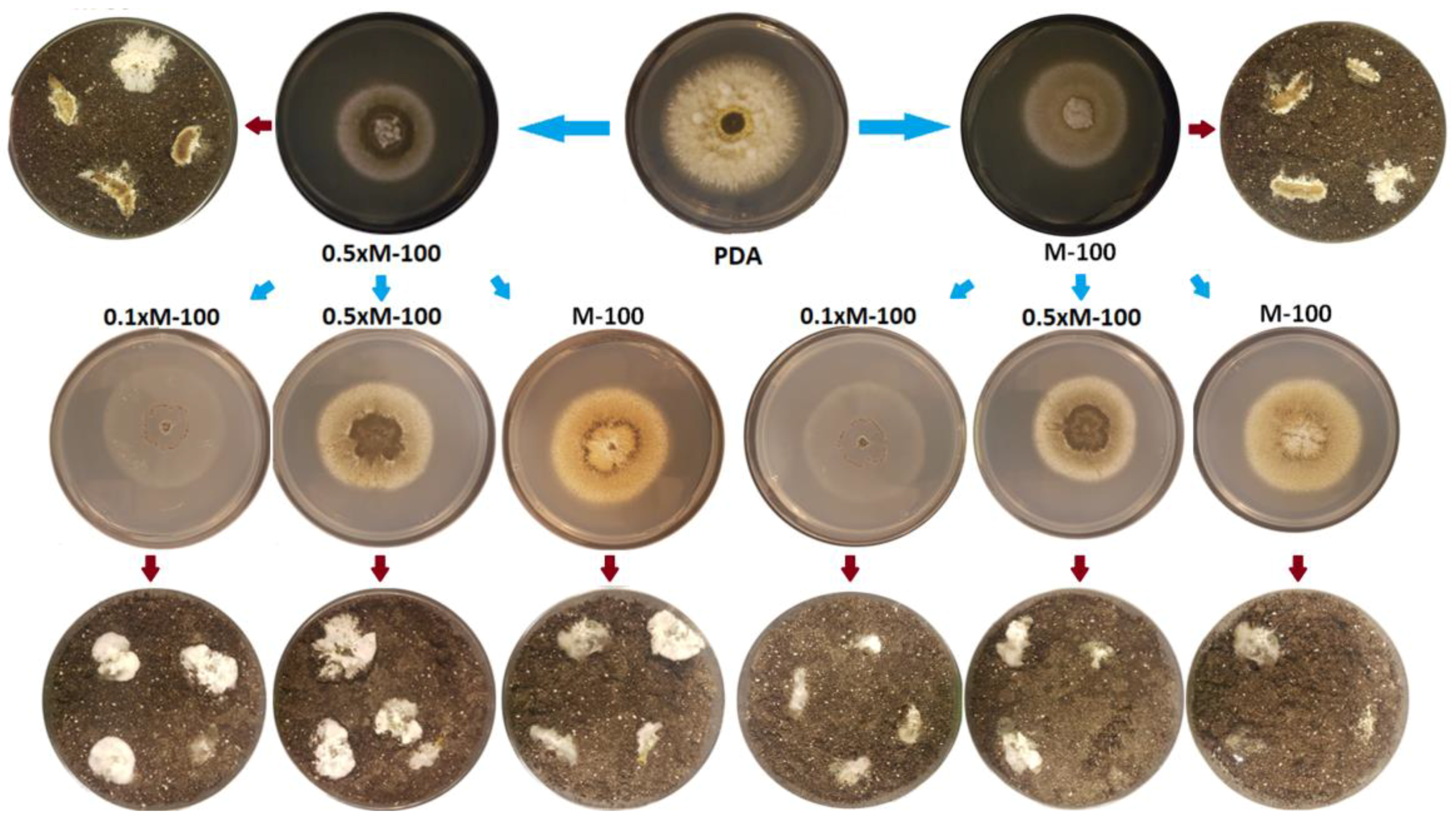 Insects 09 00104 g004