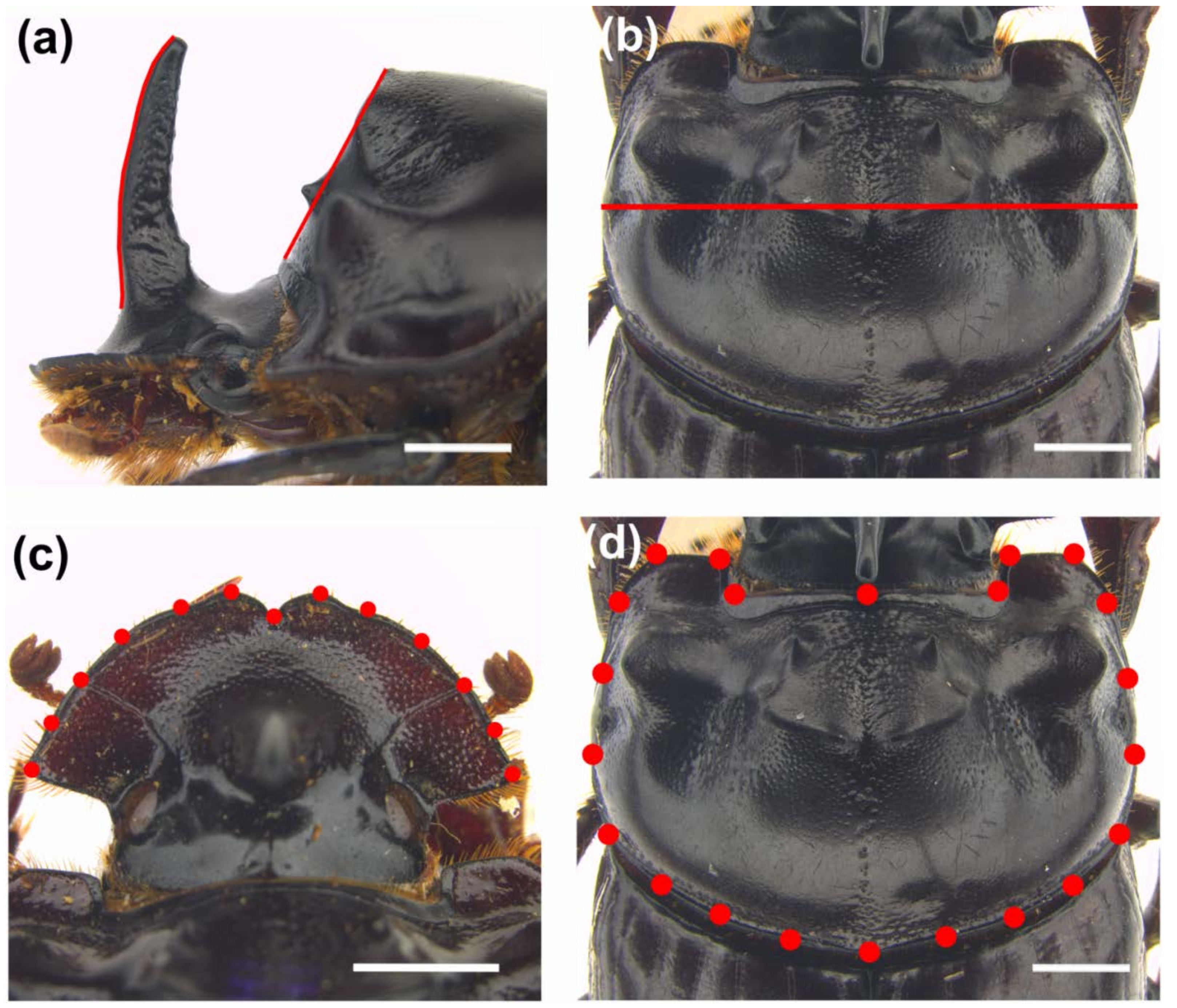 Insects 09 00108 g001