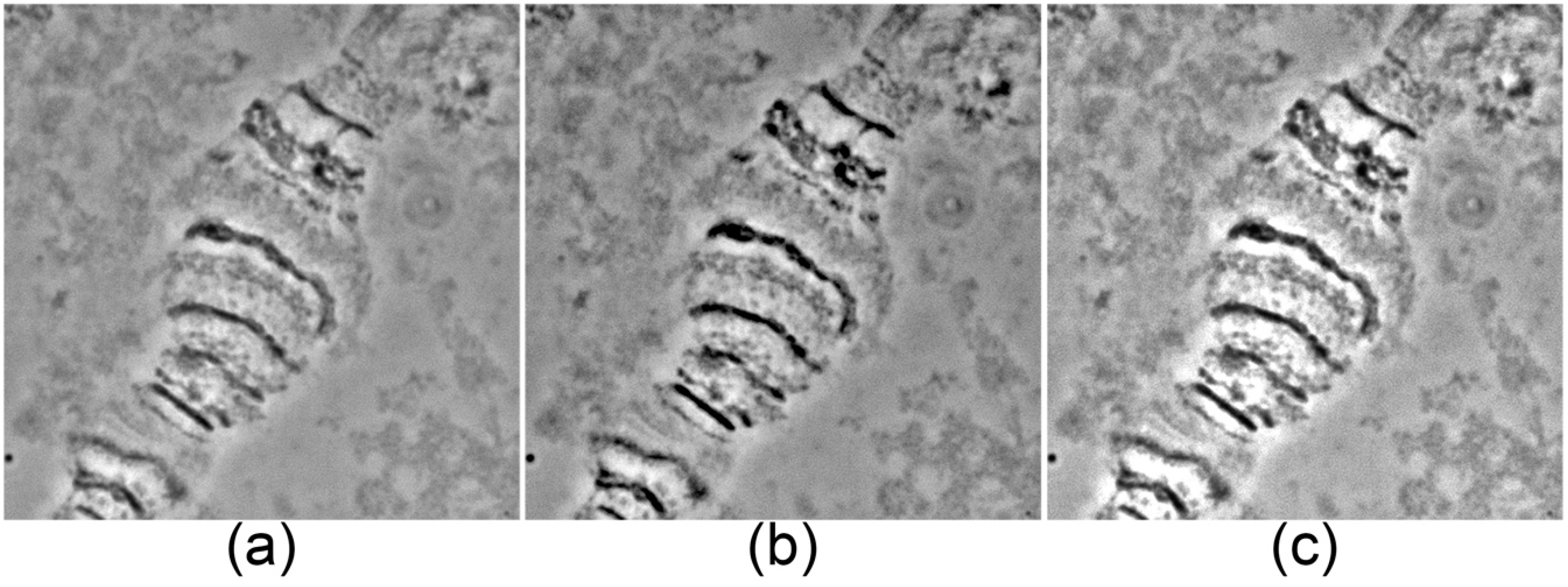 Insects 09 00121 g001