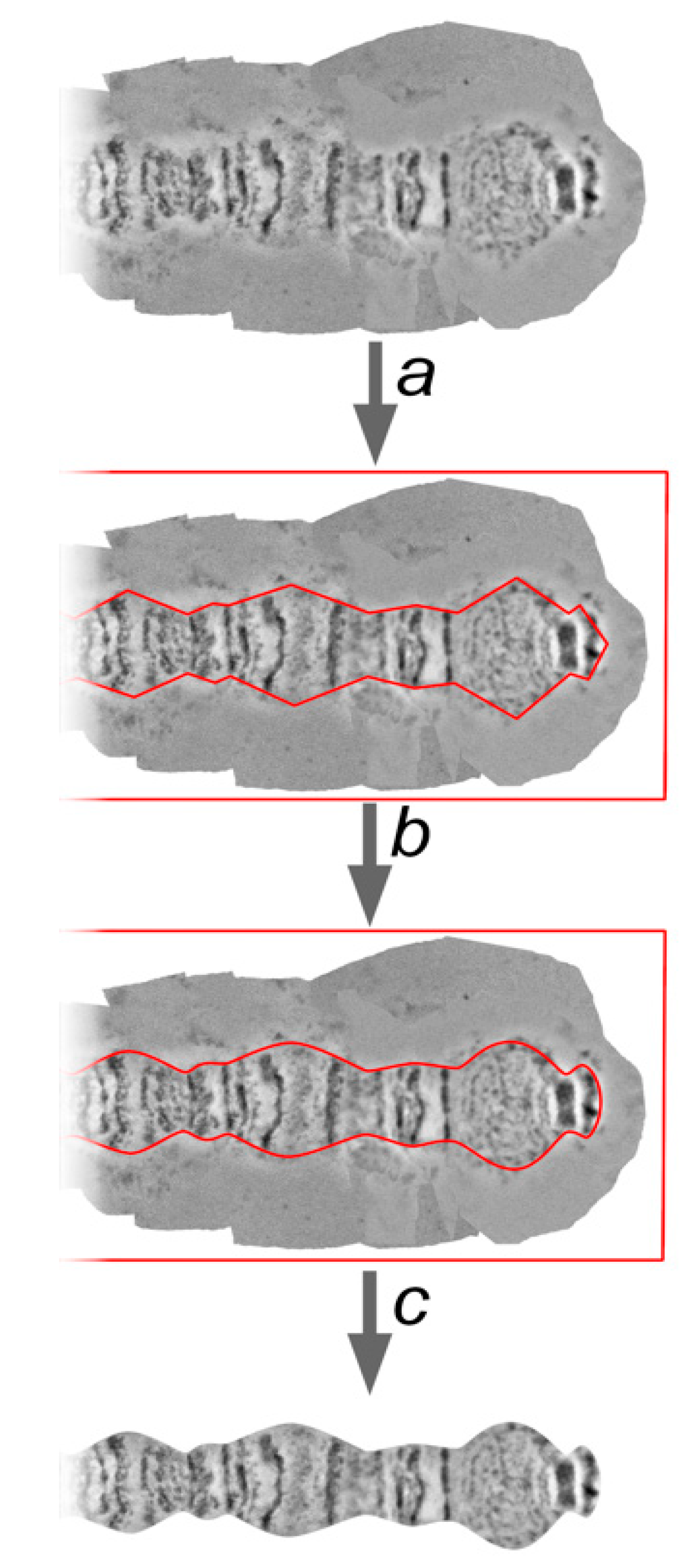 Insects 09 00121 g007