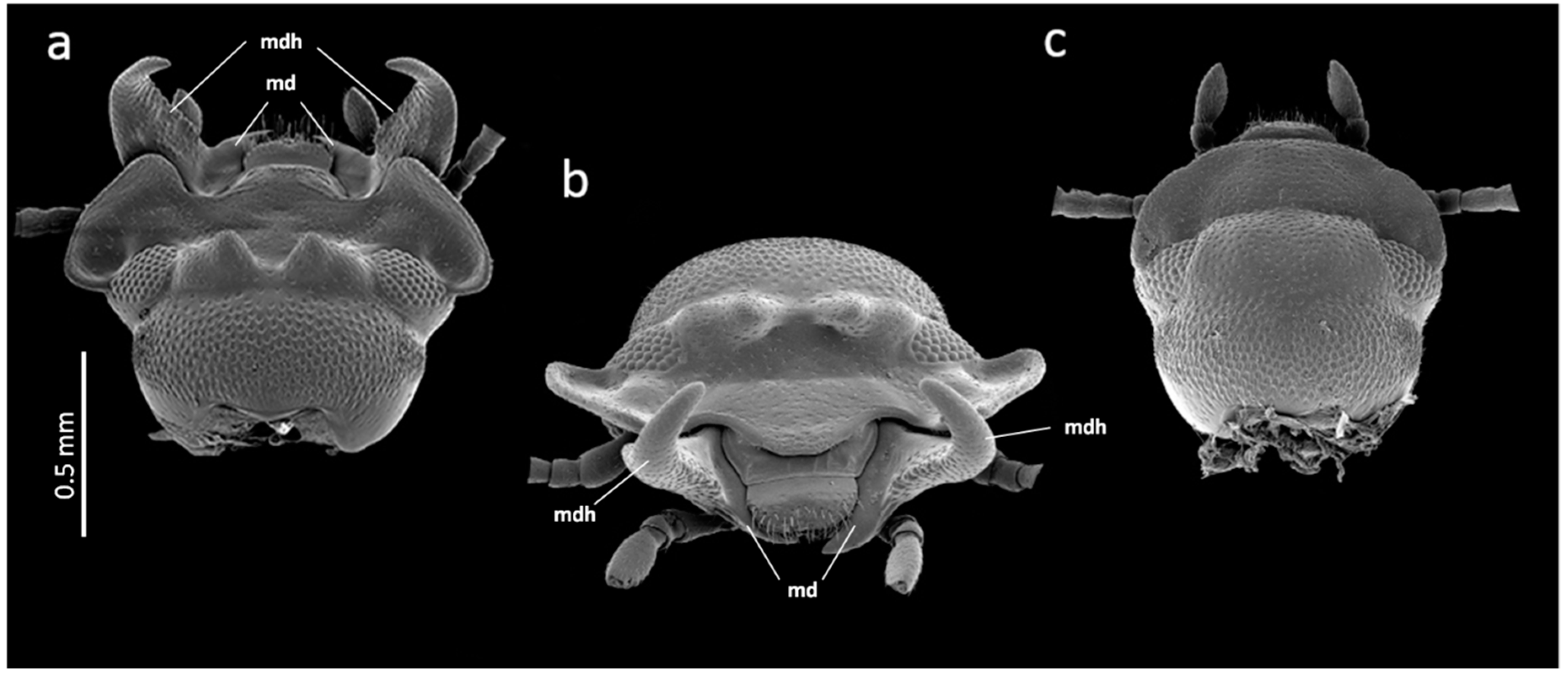 Insects 09 00151 g001