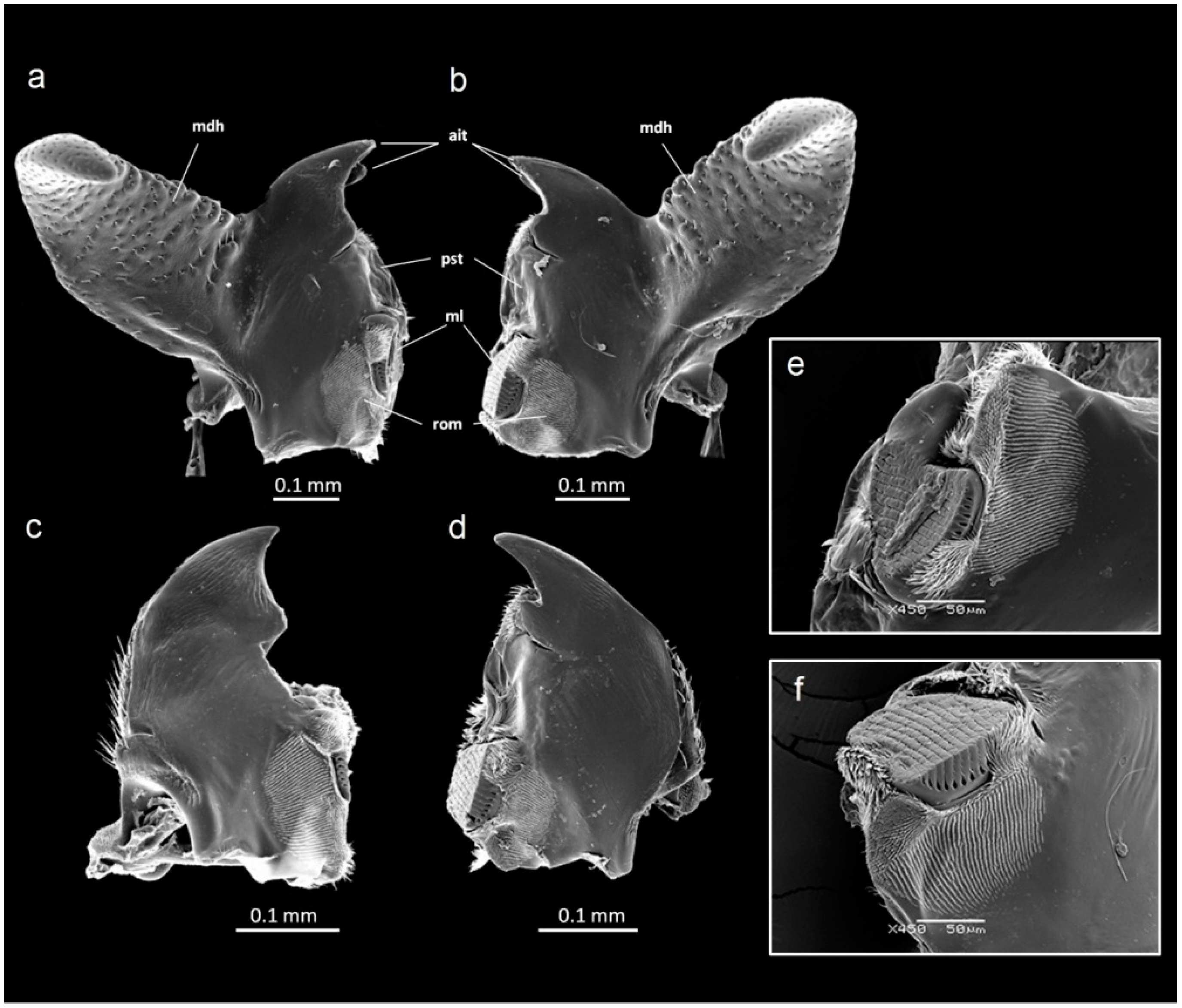 Insects 09 00151 g003