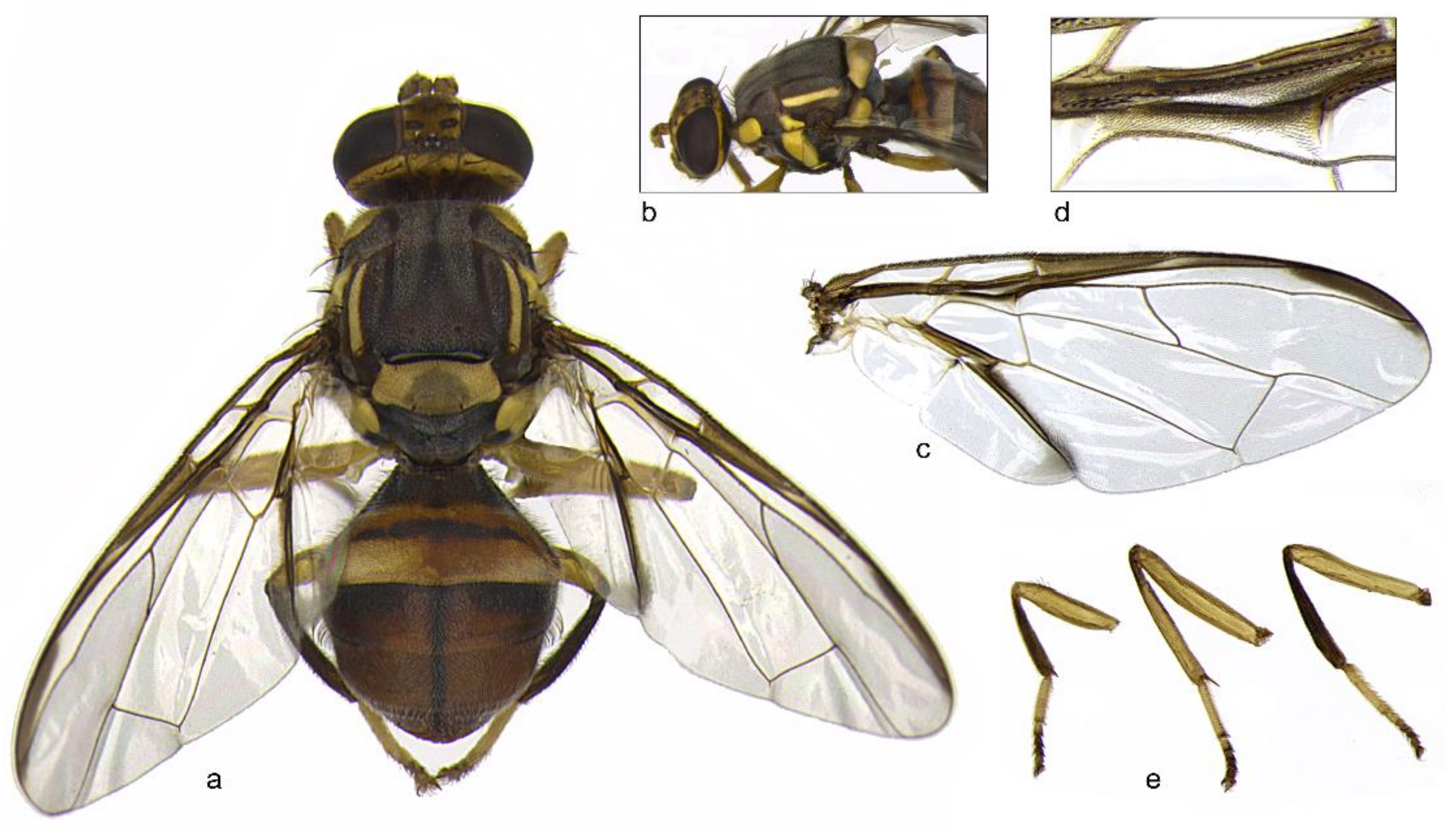 Insects 09 00182 g002