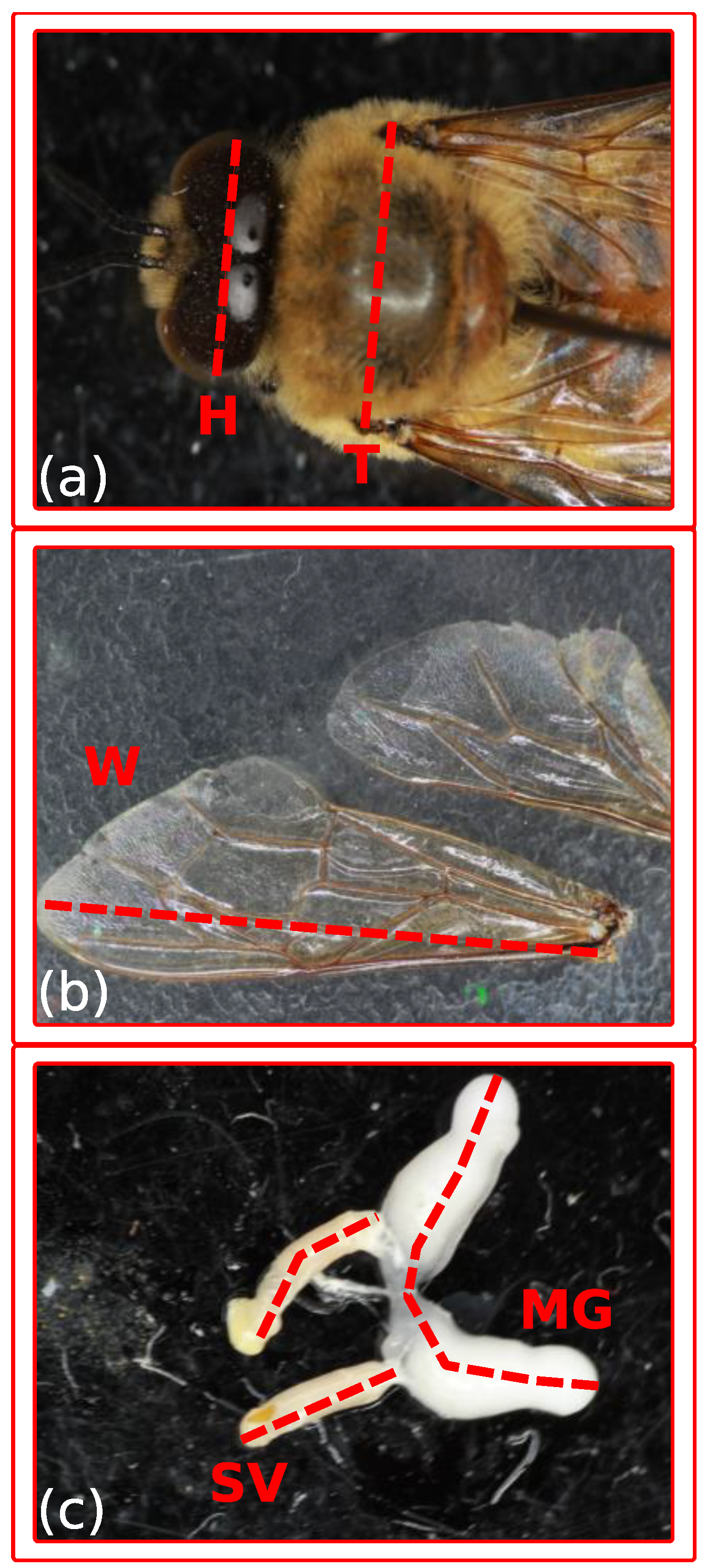 Insects 10 00011 g001 Insects 10 00011 g001