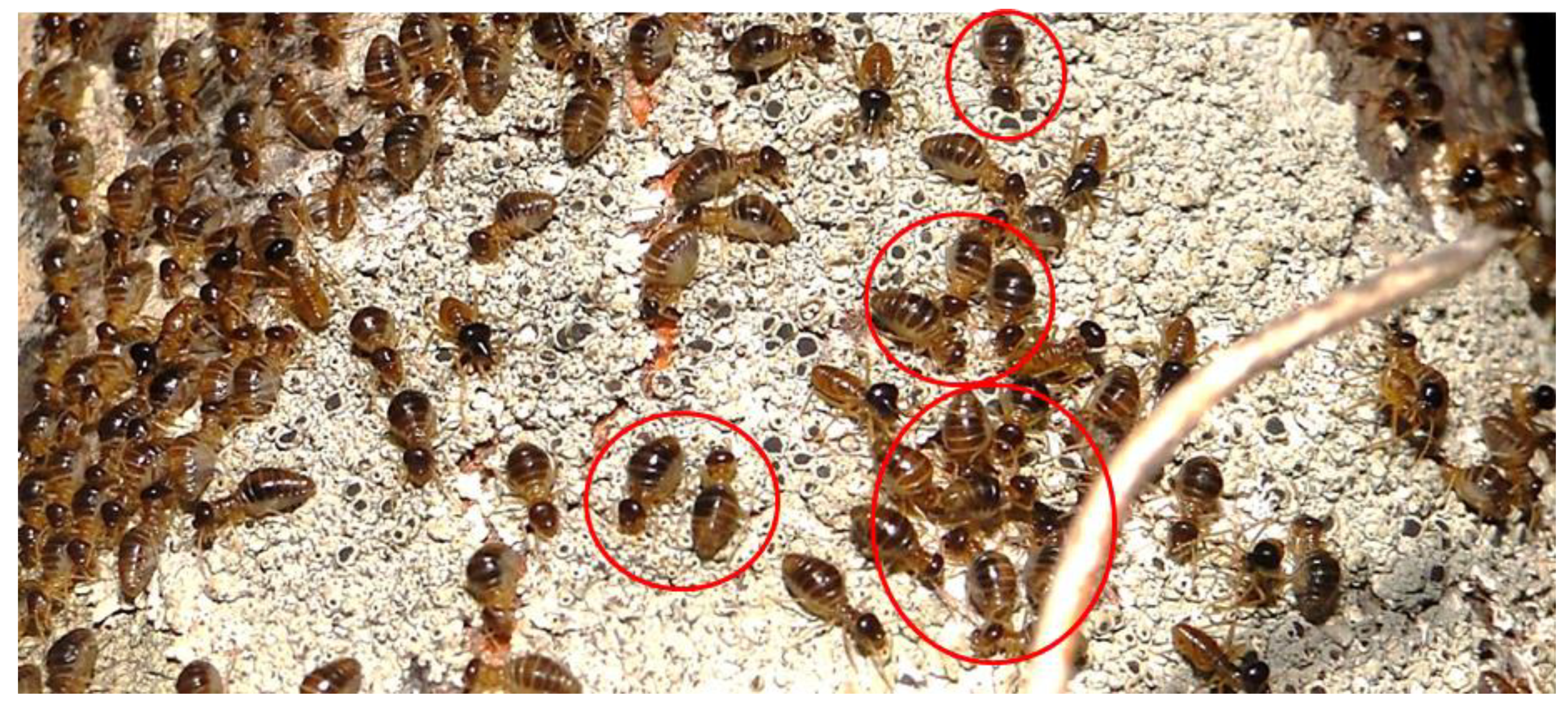 Insects 10 00023 g001 Insects 10 00023 g001