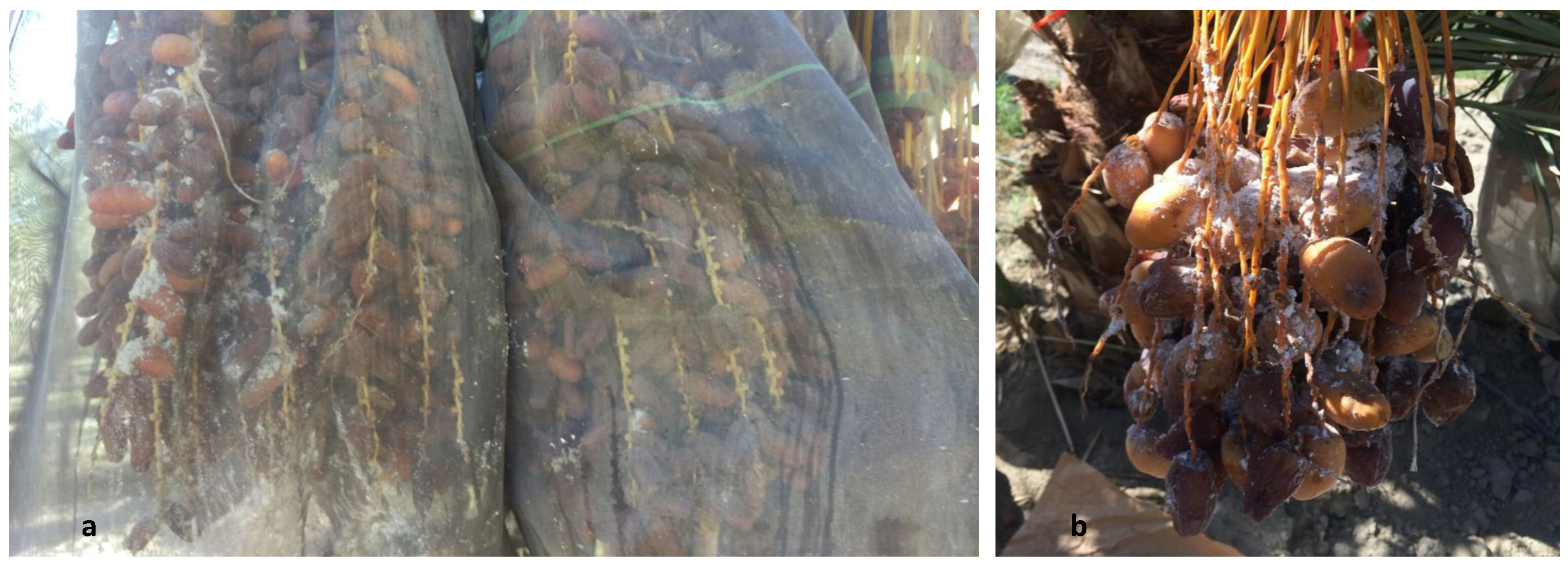 Insects 10 00031 g001