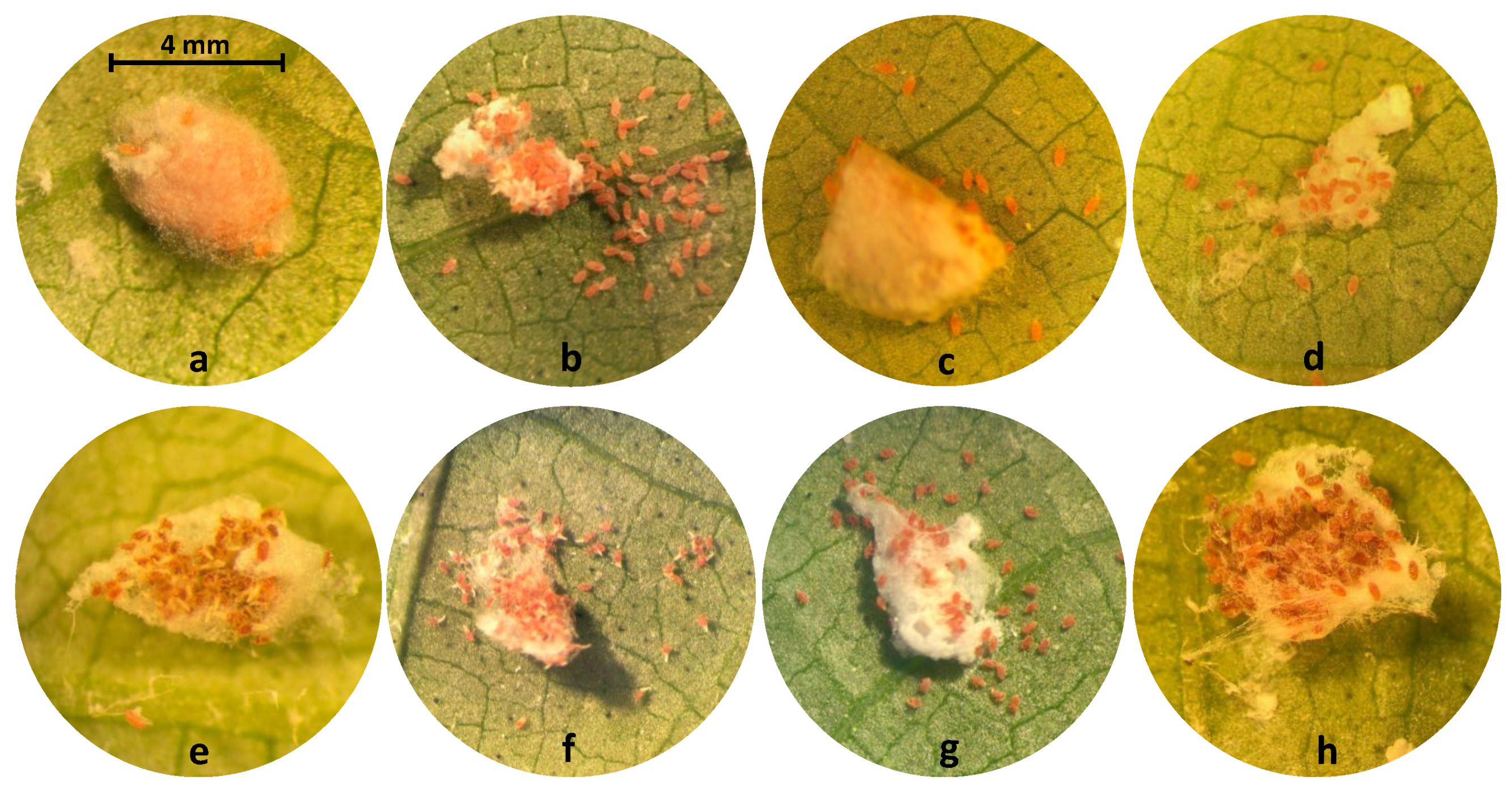 Insects 10 00031 g002