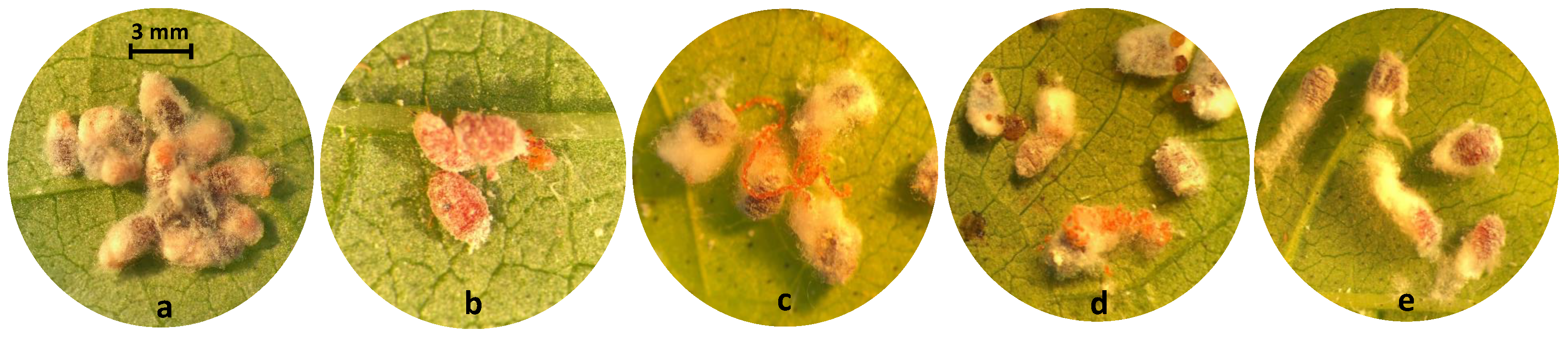 Insects 10 00031 g003