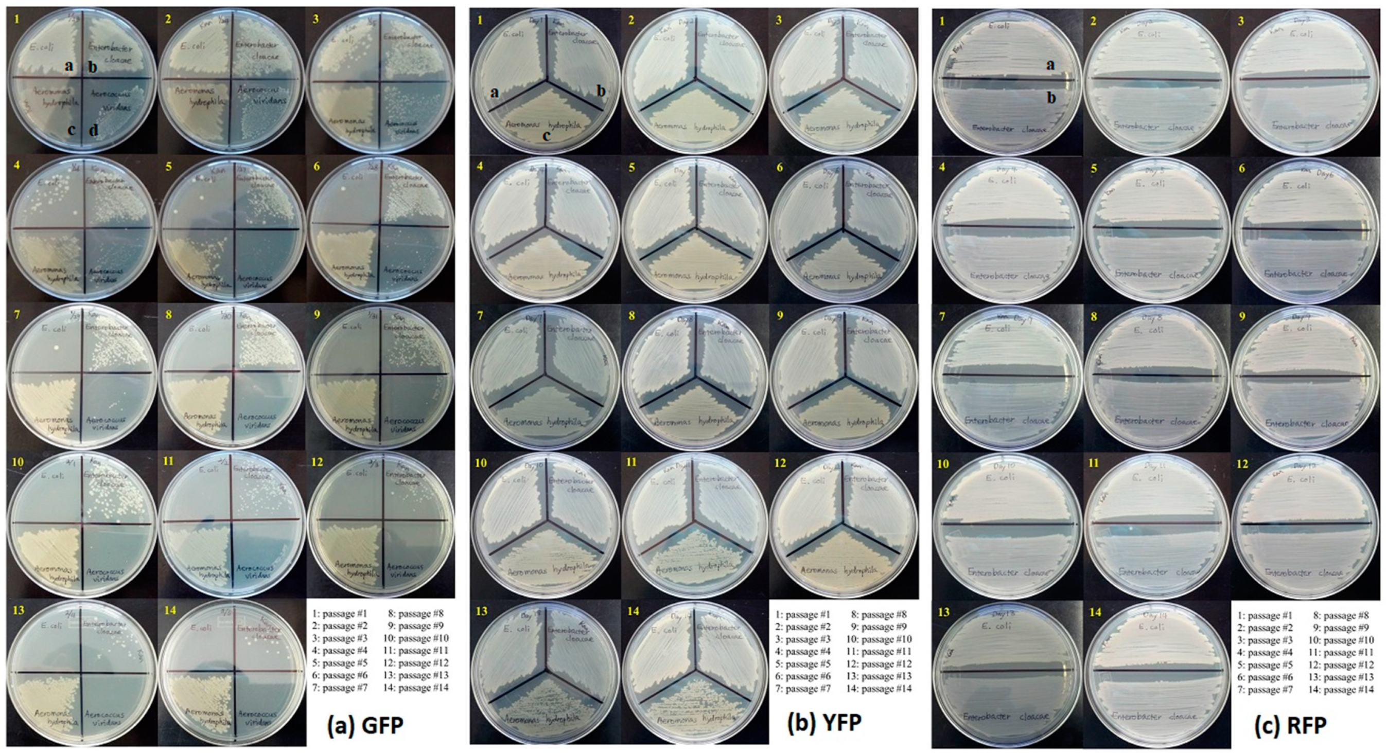 Insects 10 00049 g002