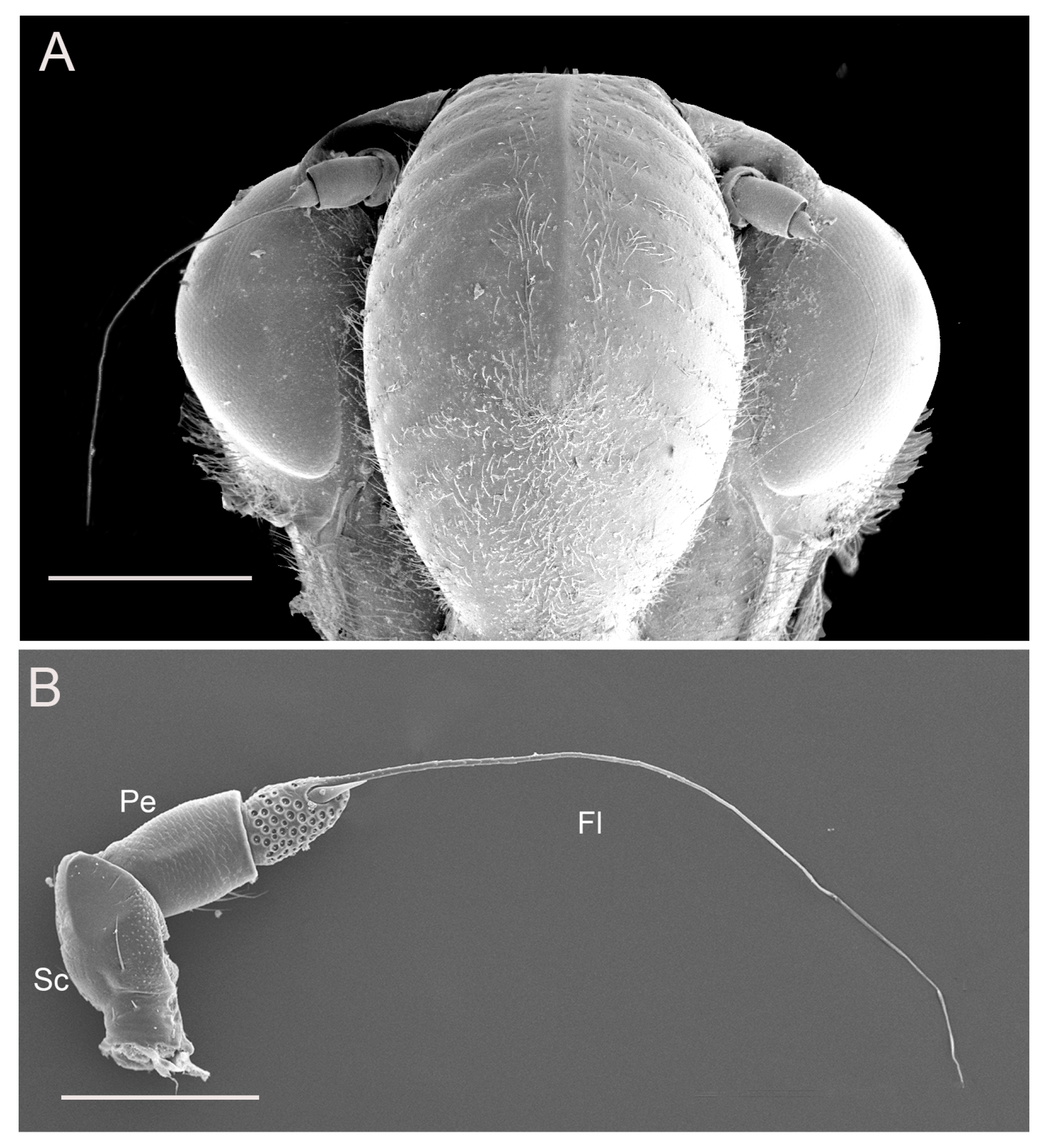 Insects 10 00056 g001