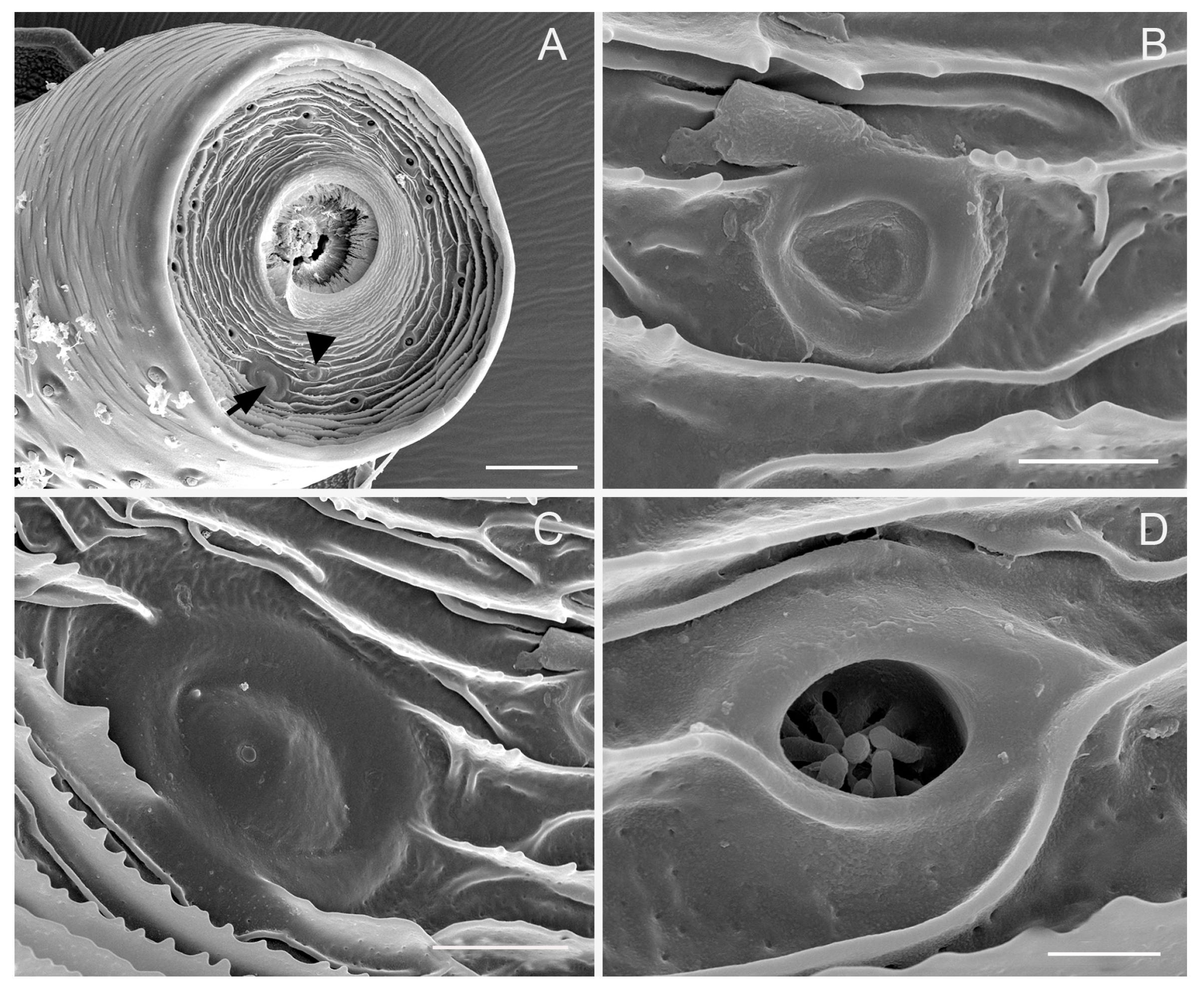 Insects 10 00056 g004
