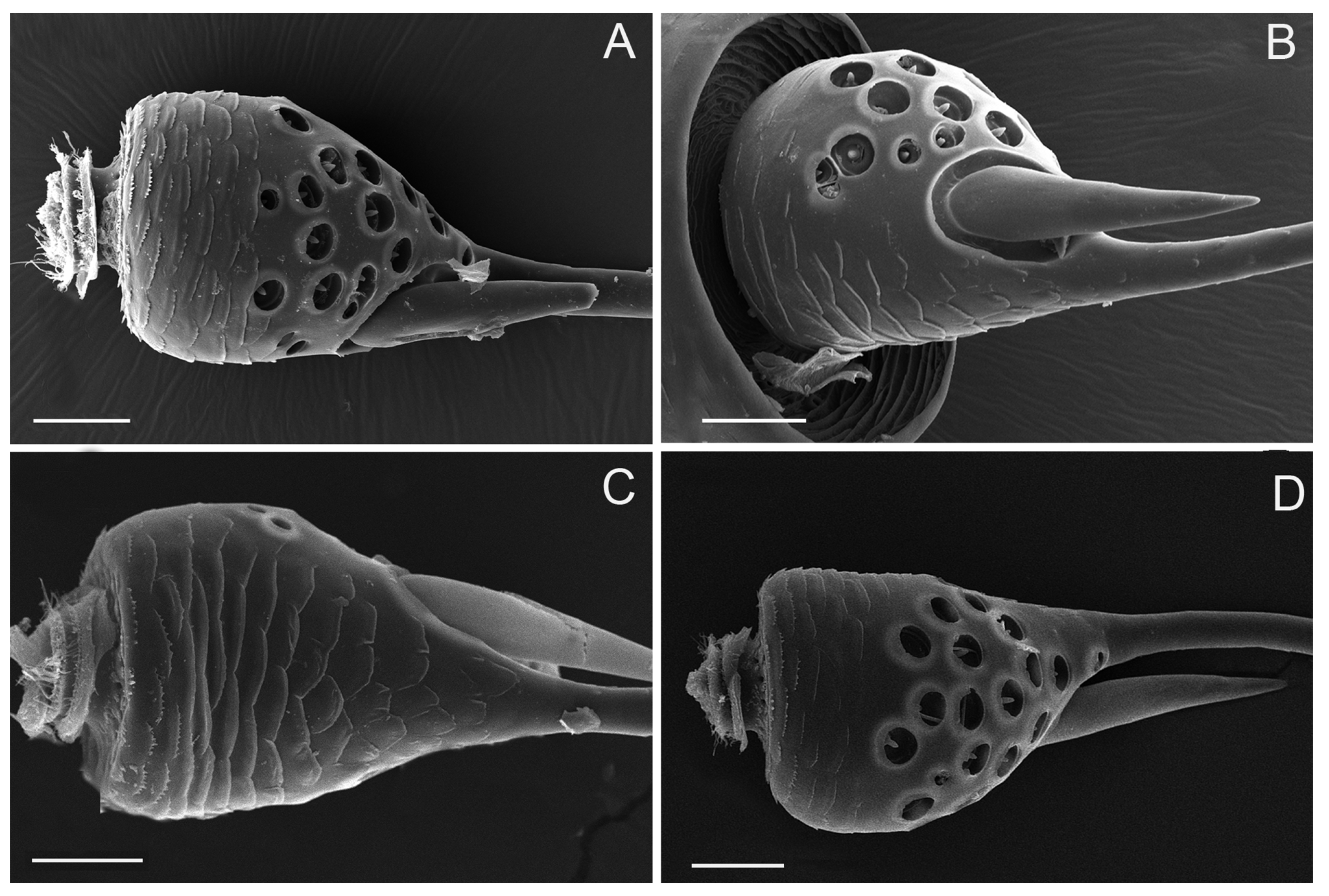 Insects 10 00056 g005