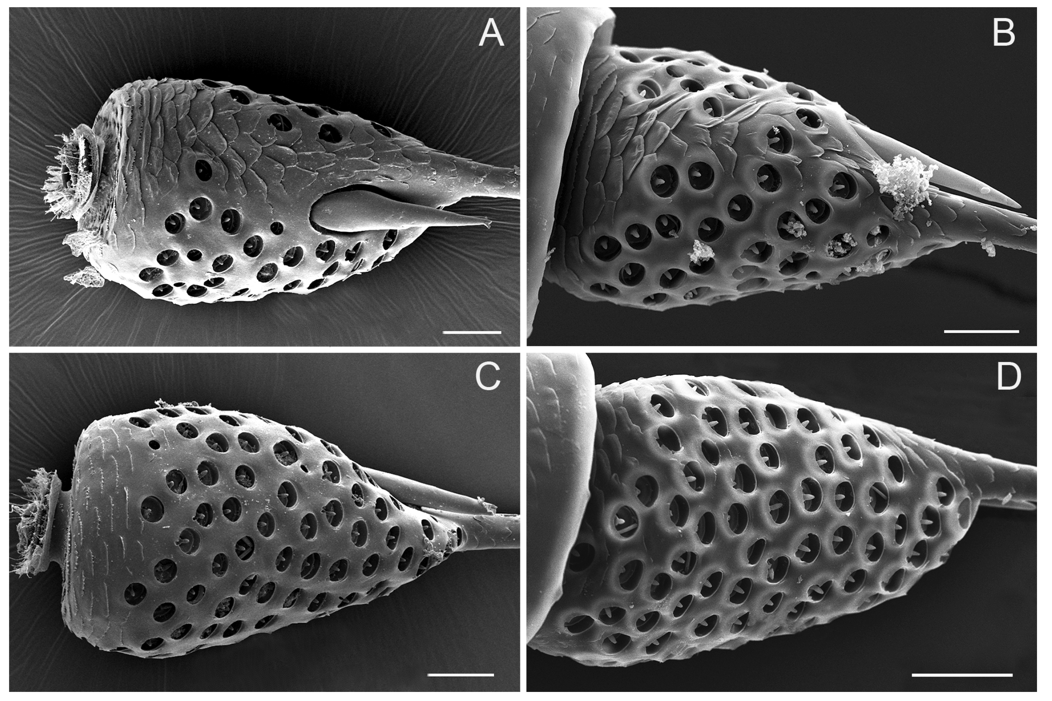 Insects 10 00056 g006