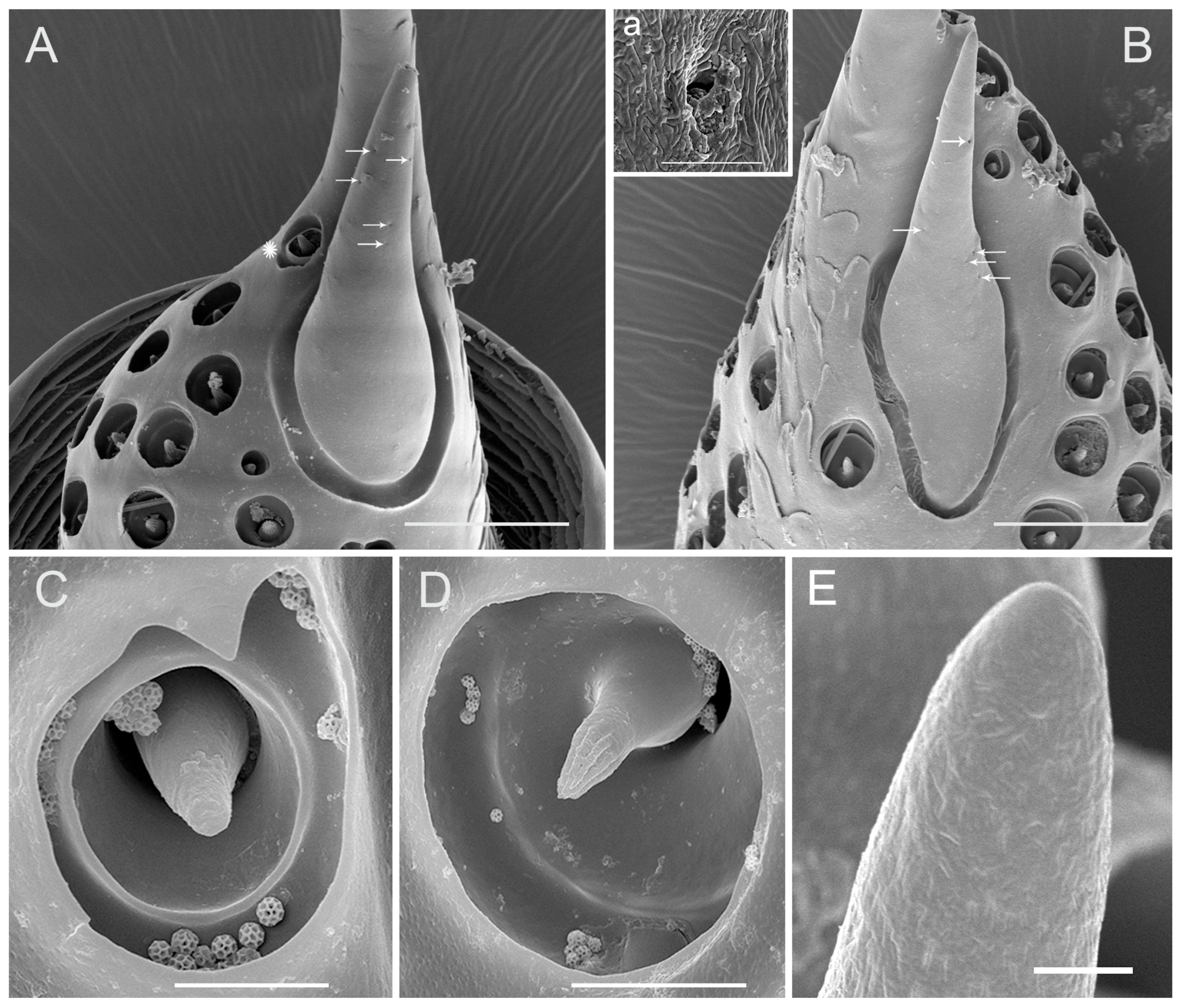 Insects 10 00056 g009