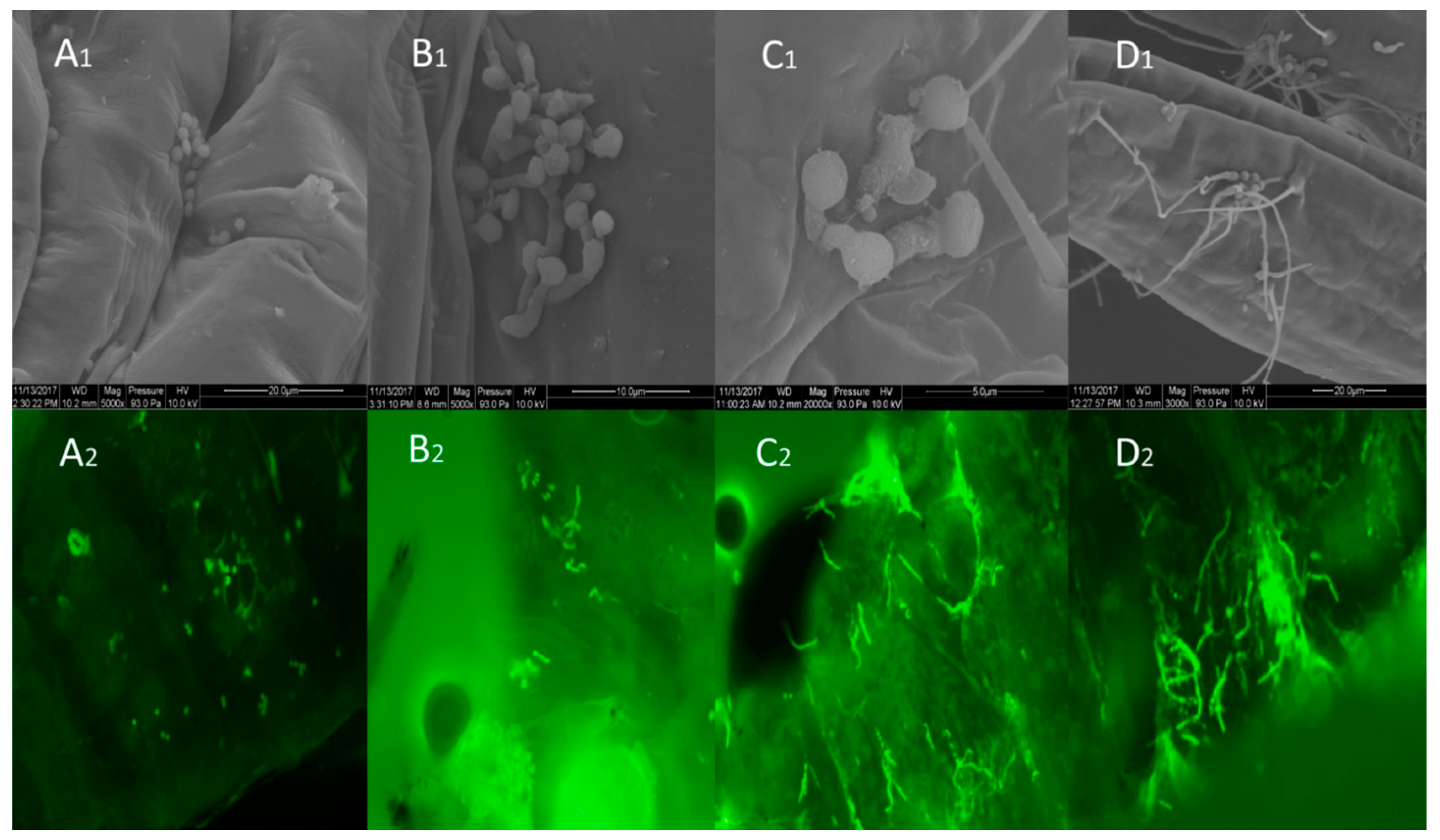 Insects 10 00058 g002